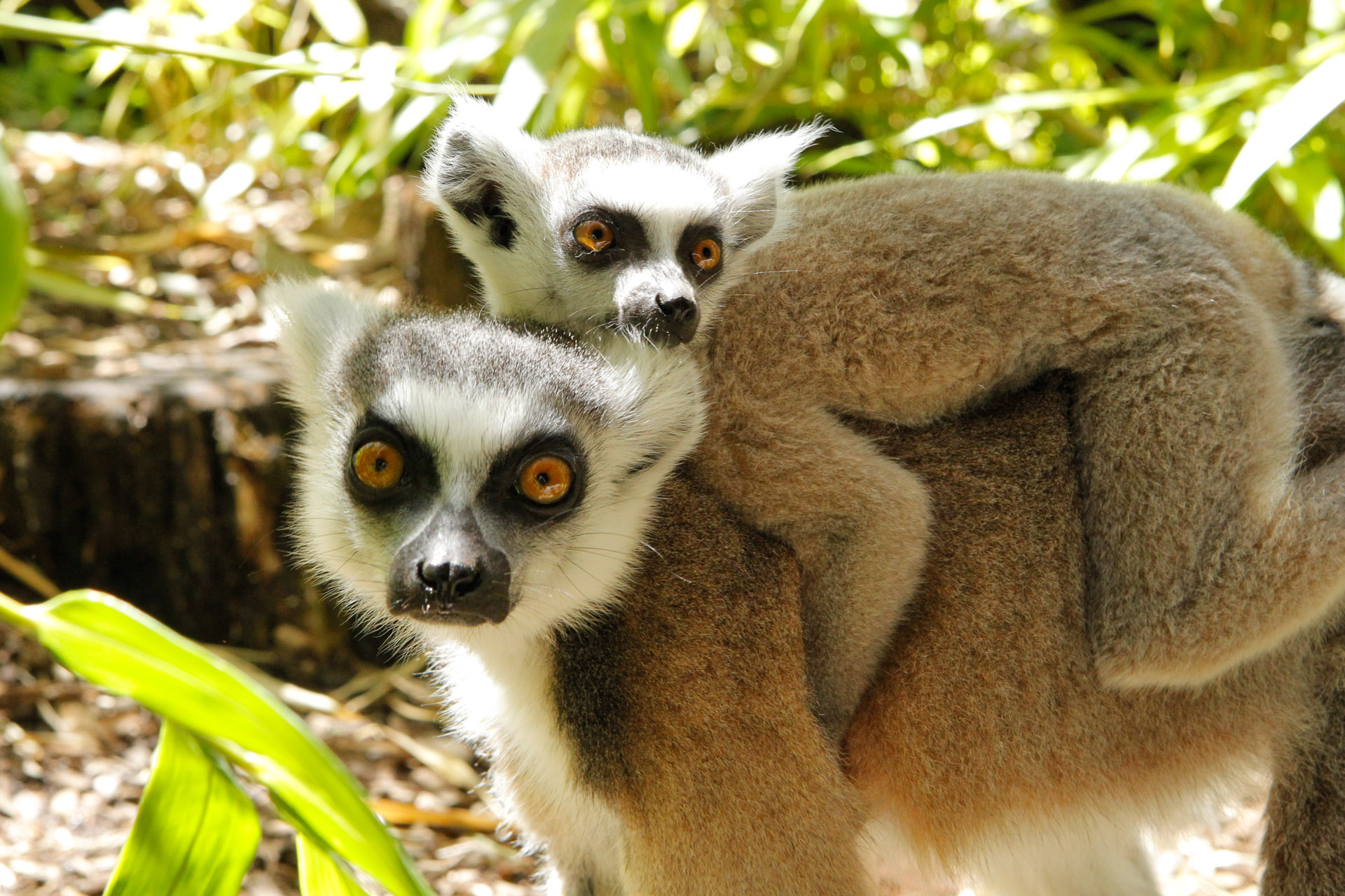 Ring-tailed Lemur | Perth Zoo