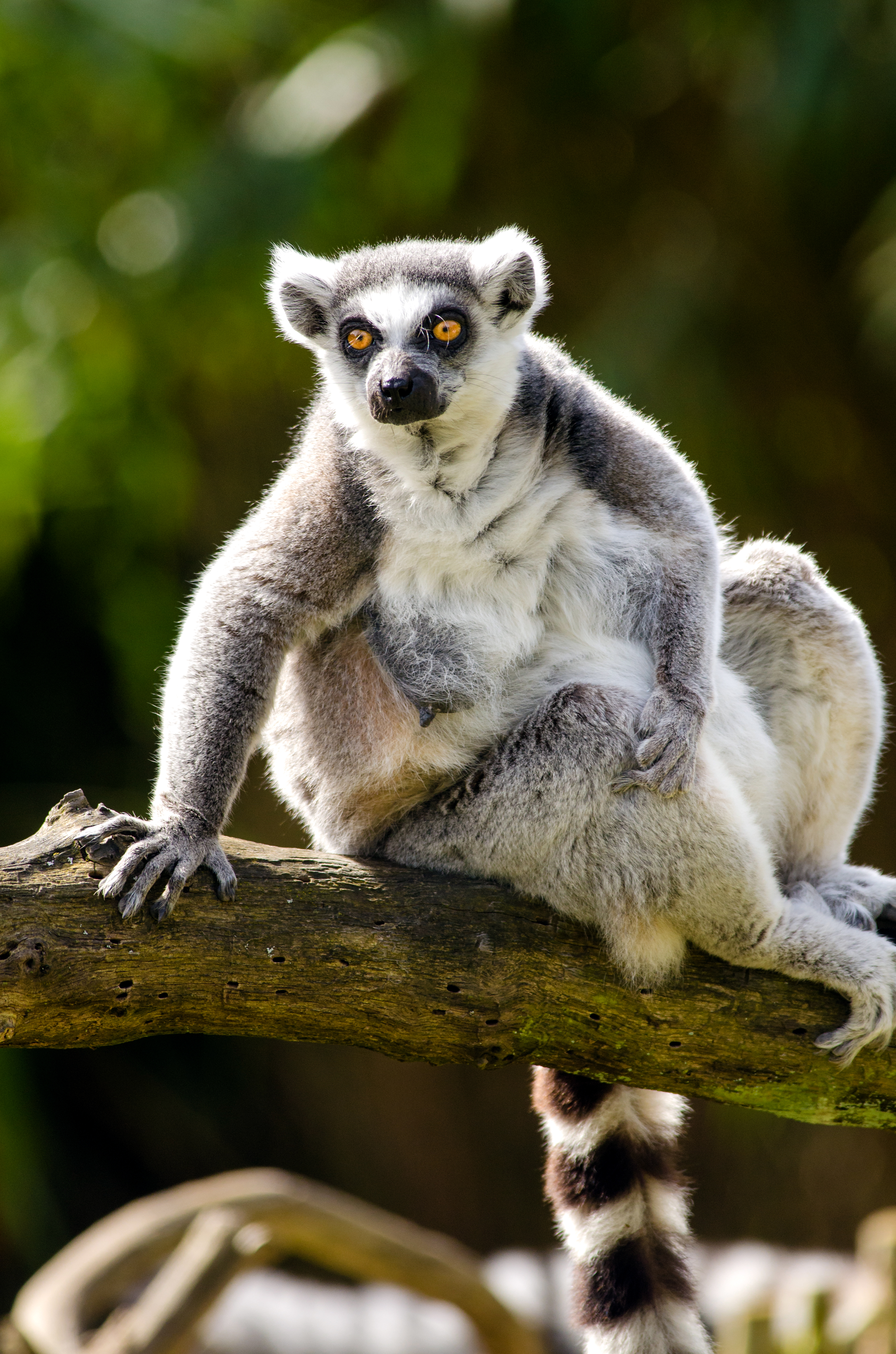 Ring Tailed Lemur, Adorable, Lemur, Tierpark, Tailed, HQ Photo