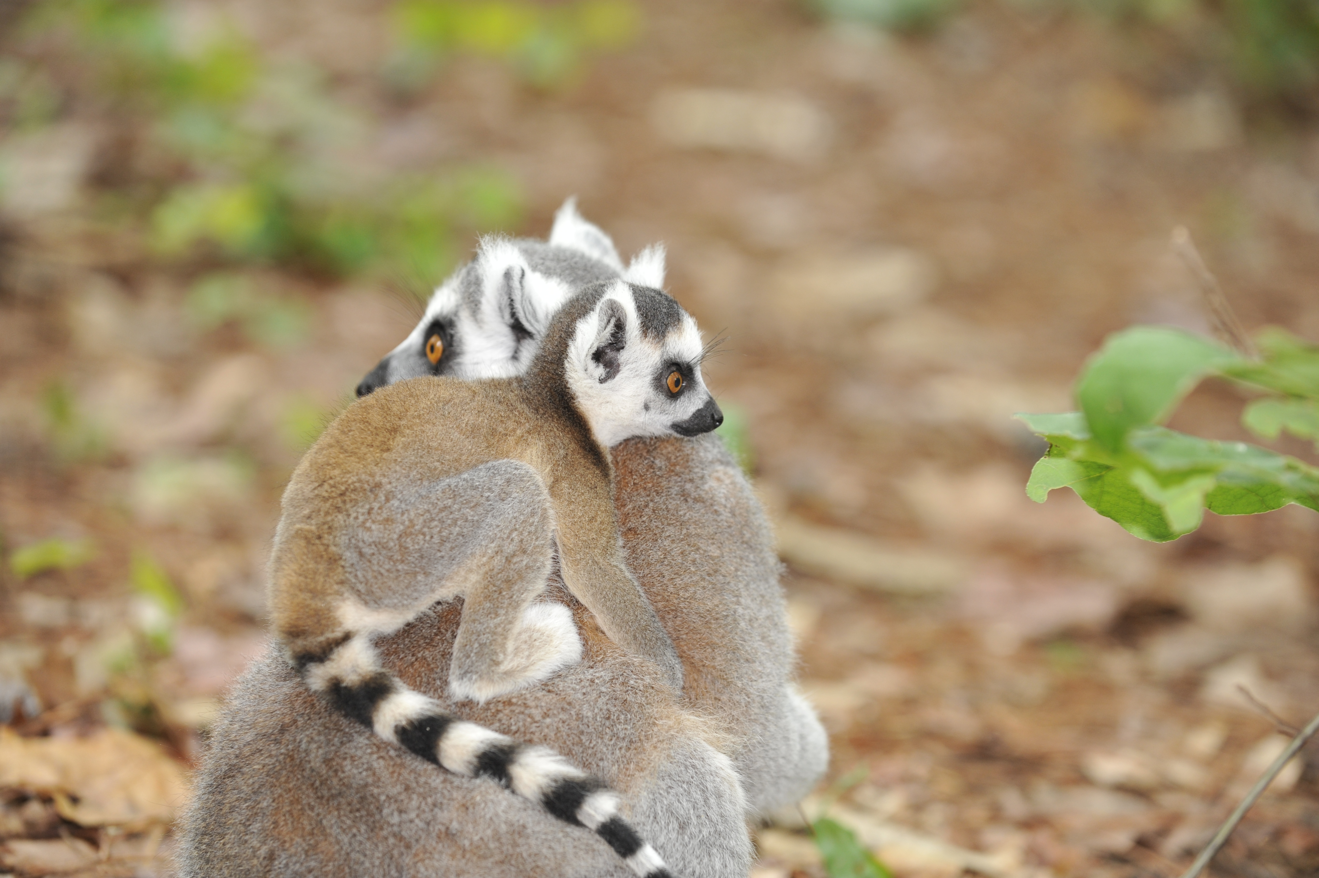Ring-tailed Lemur | Duke Lemur Center