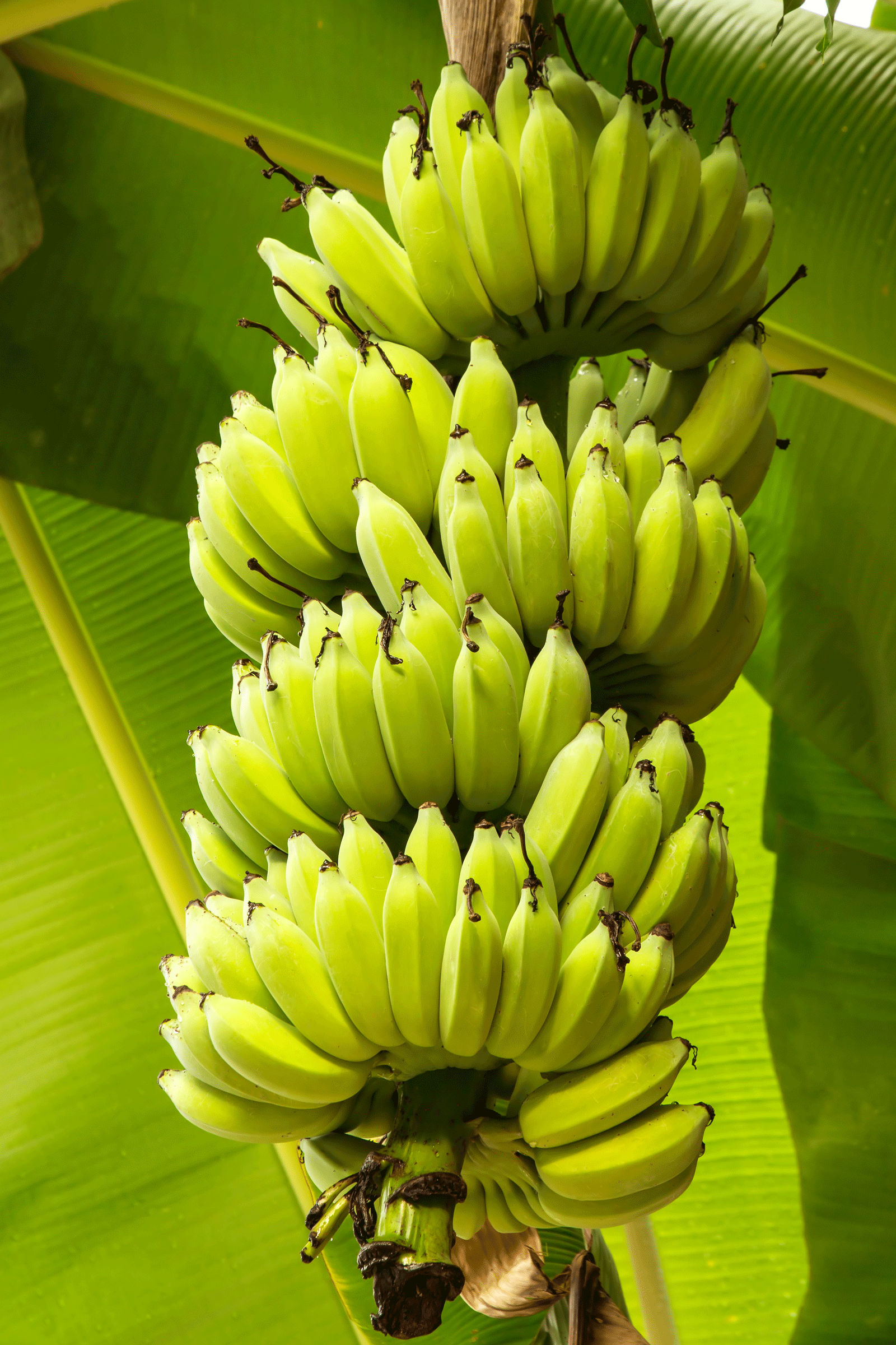 Cavendish bananas may not be the tastiest variety but they grow in ...