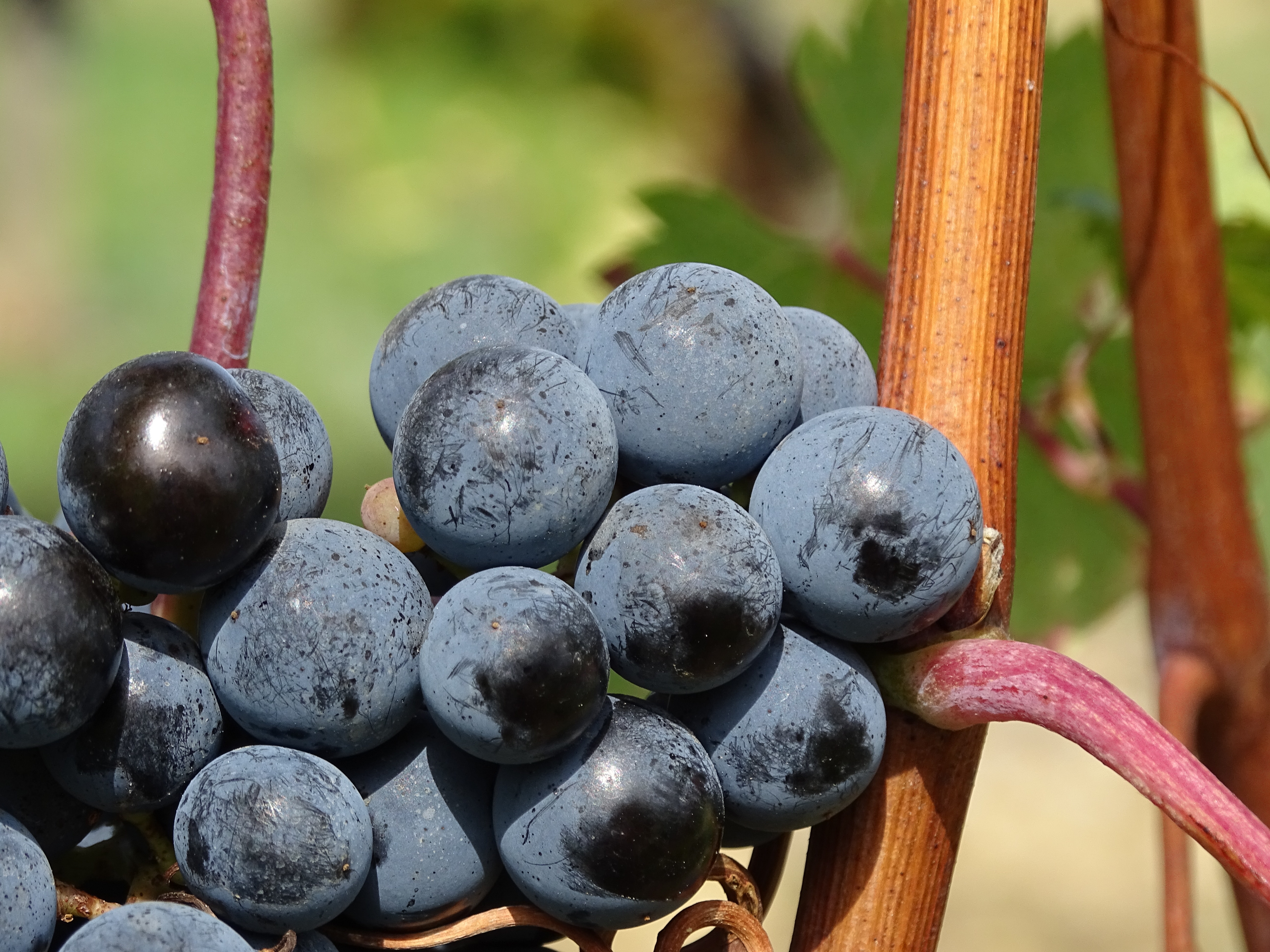 Ripe grapes during daytime photo