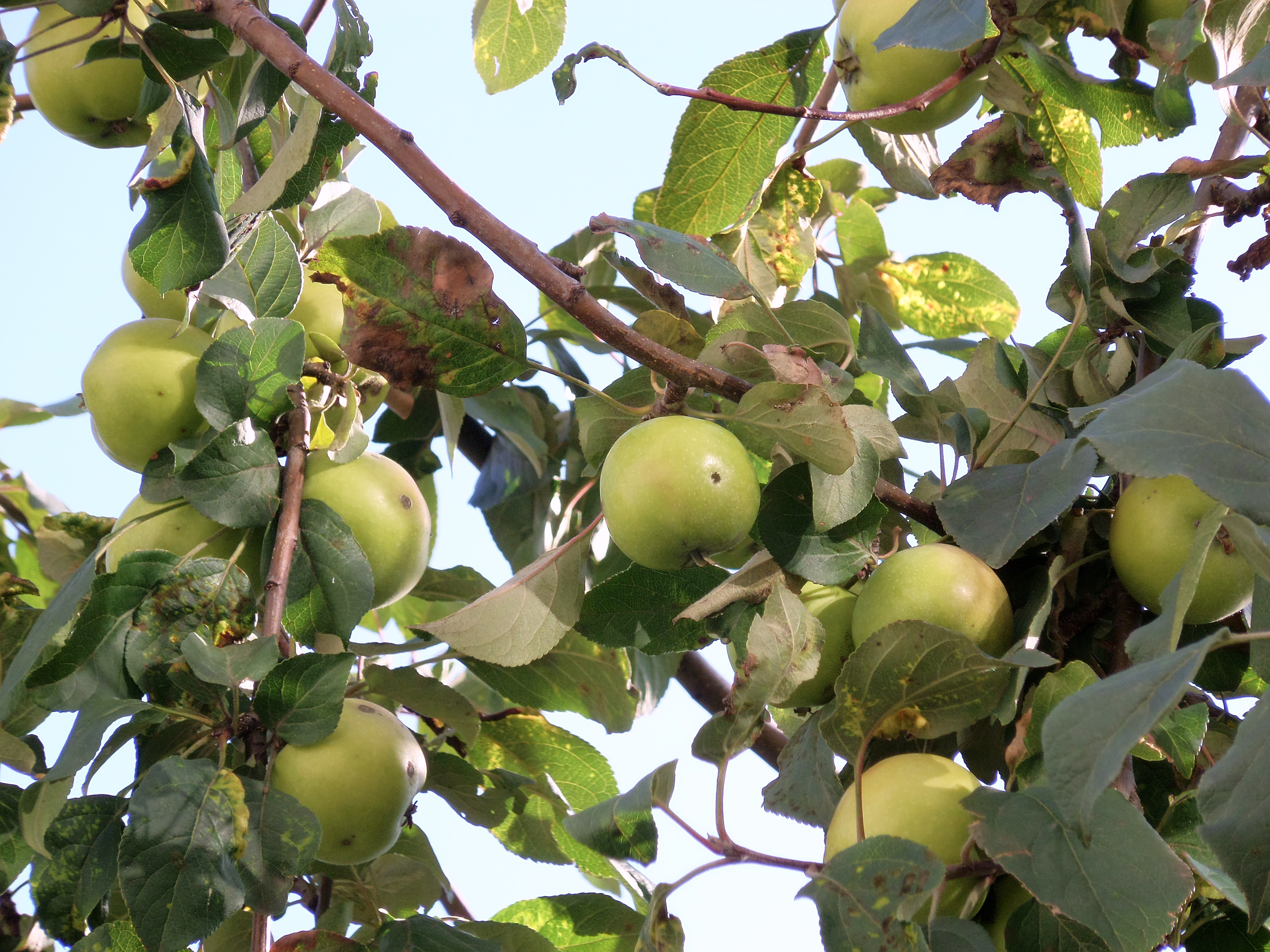Ripe green apples on a tree photo