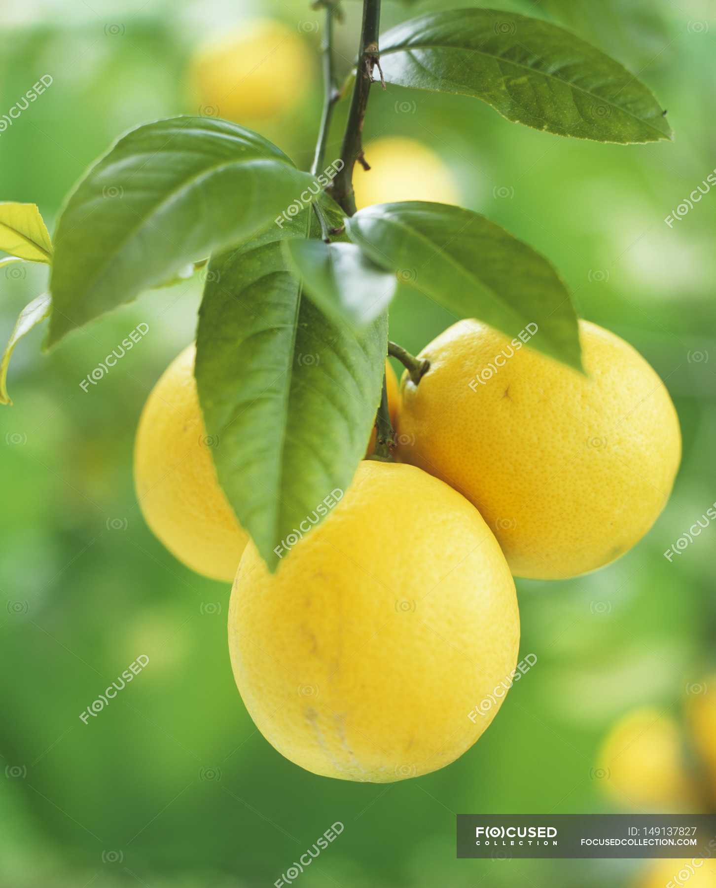 Fresh ripe Lemons on tree — Stock Photo | #149137827