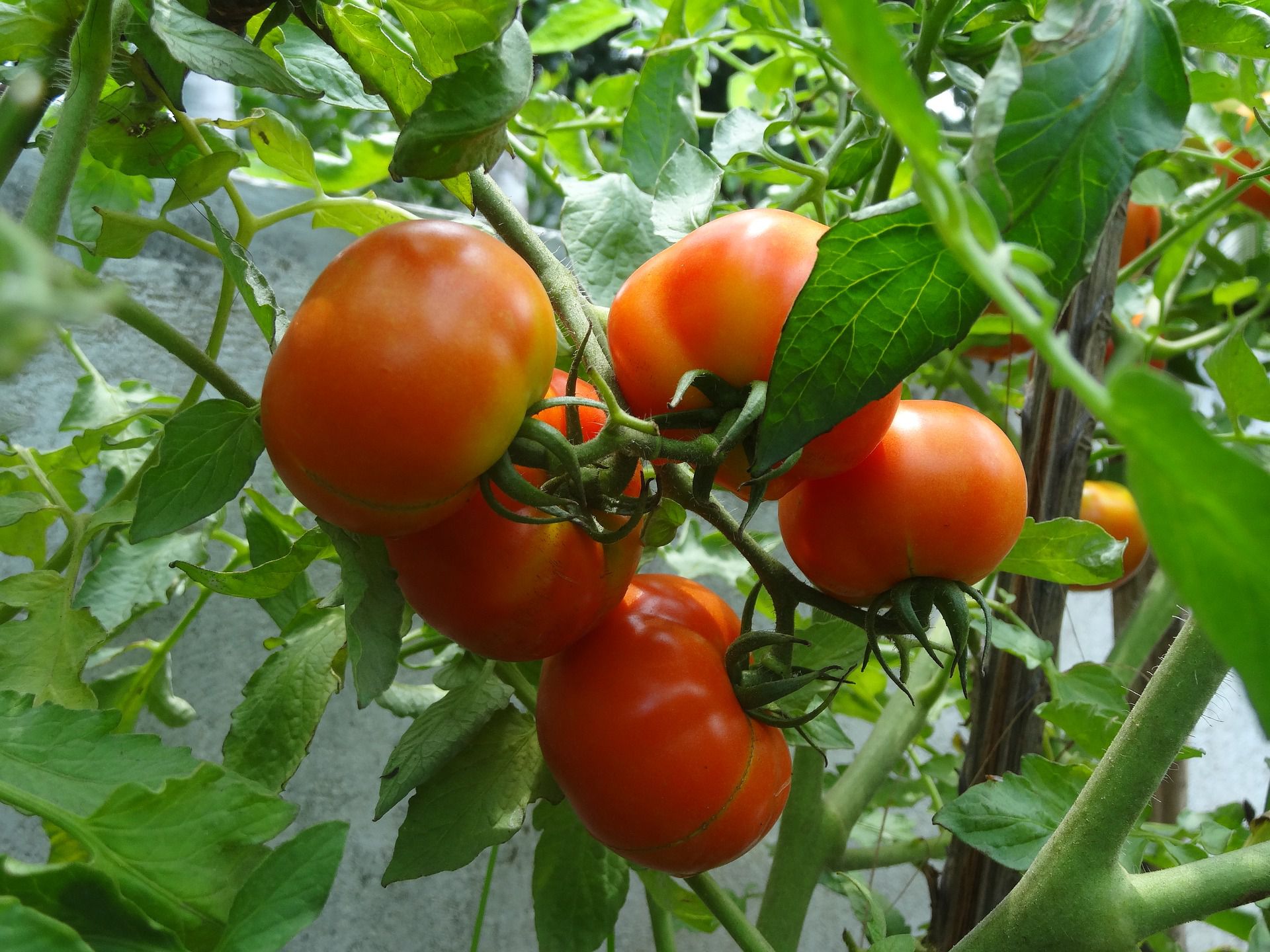 Why do tomatoes crack as they ripen?