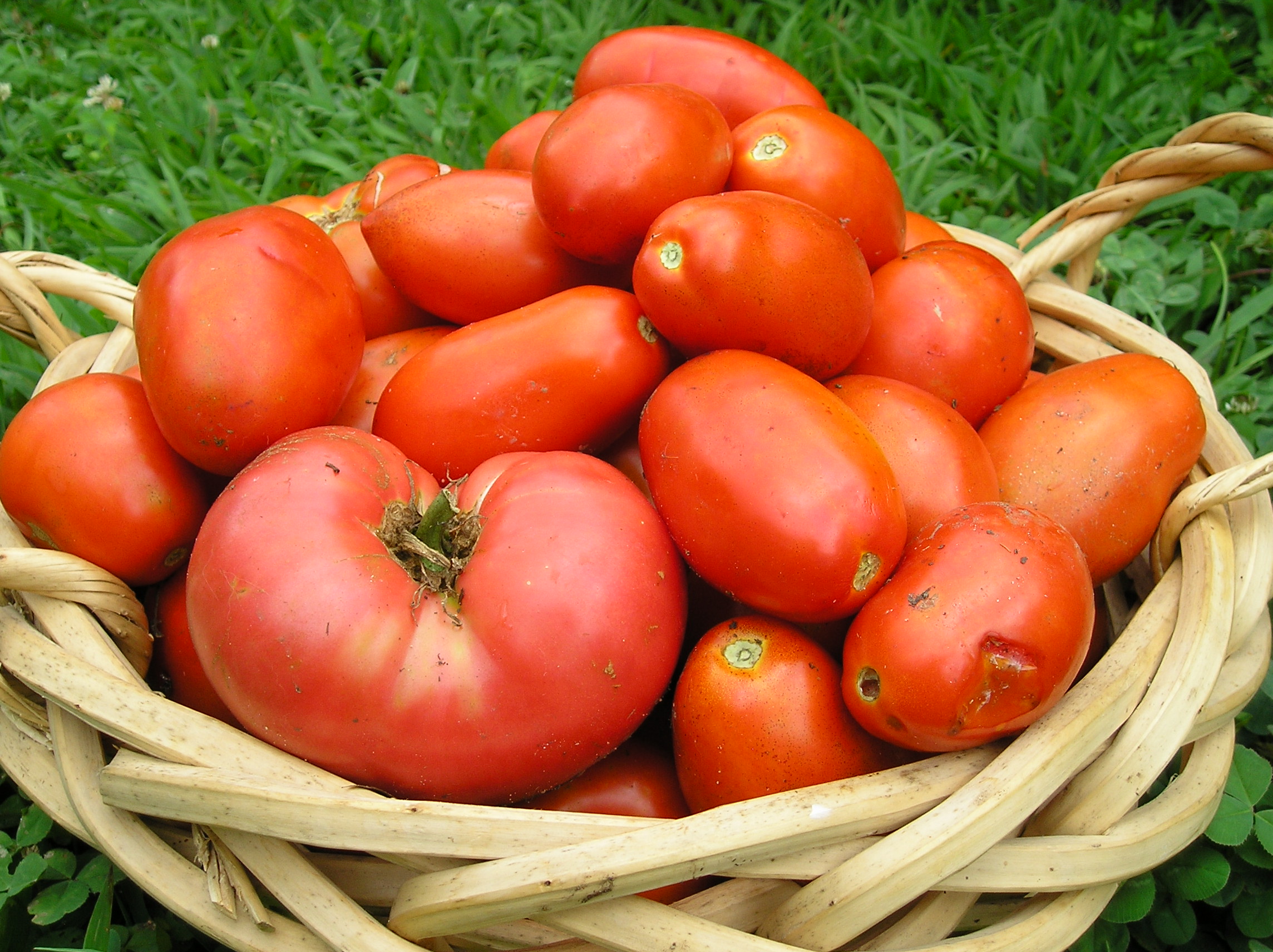 Sometimes It's Best To Harvest Tomatoes BEFORE They're Ripe • New ...