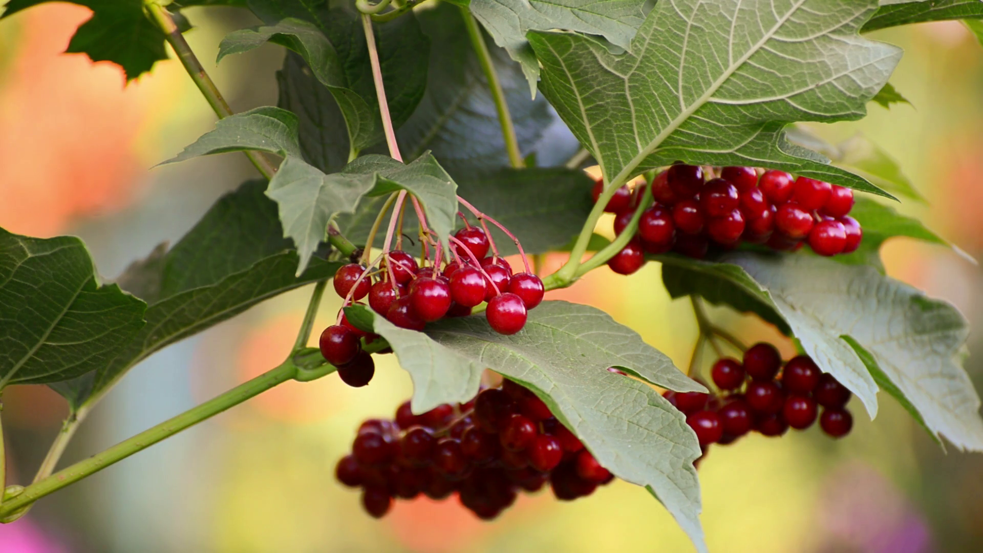 Ripe viburnum berries in late summer Stock Video Footage - VideoBlocks