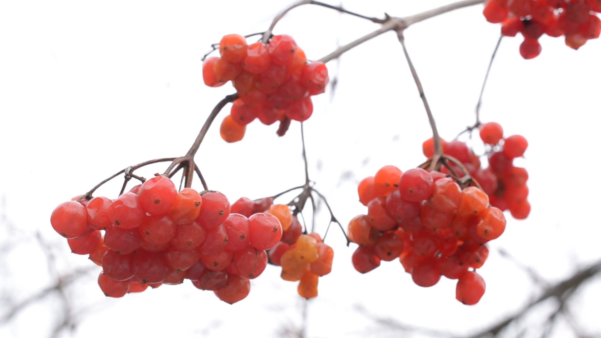 Ripe red arrowwood or viburnum berries in winter Stock Video Footage ...