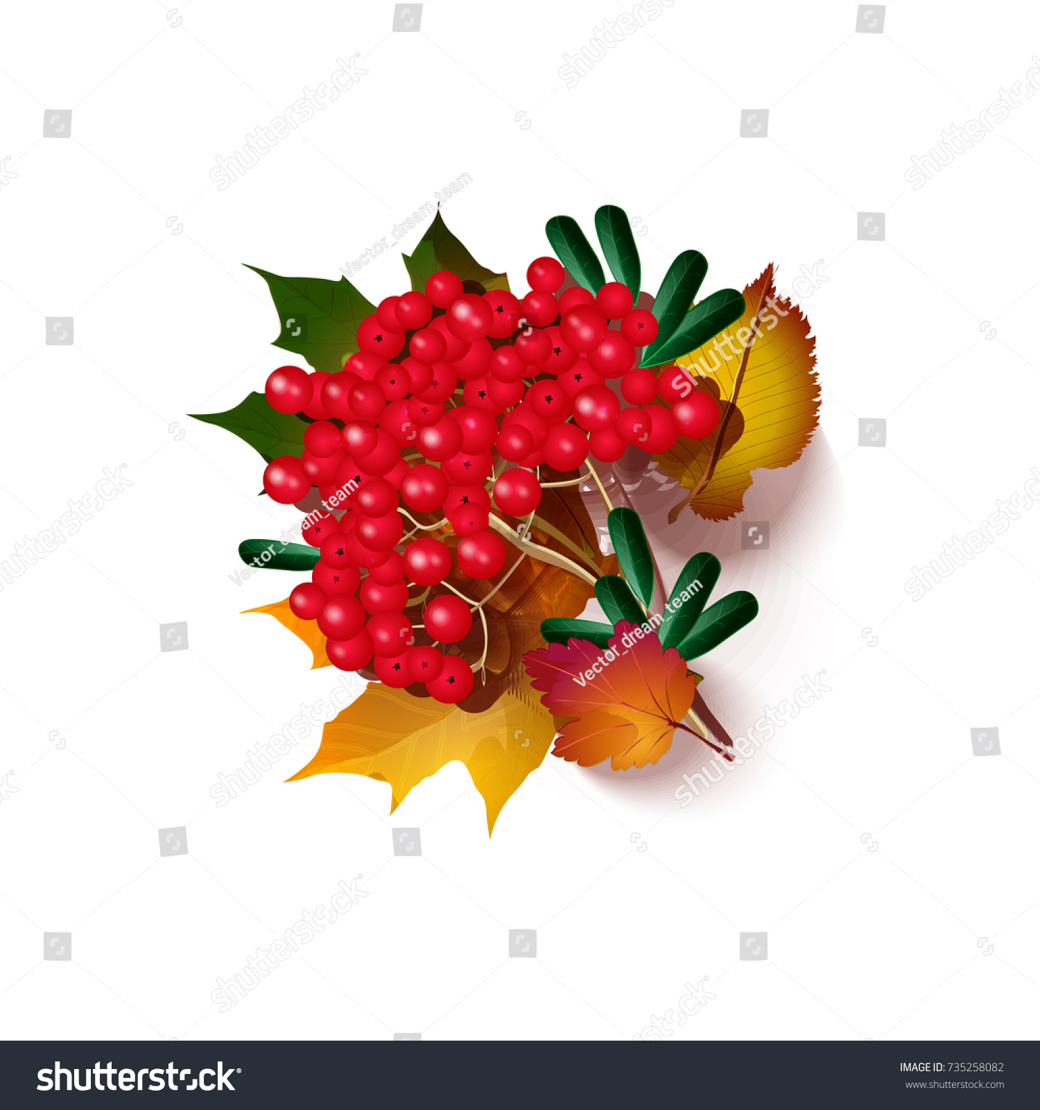 Red Ripe Viburnum On Branch Autumn Stock Vector 735258082 - Shutterstock