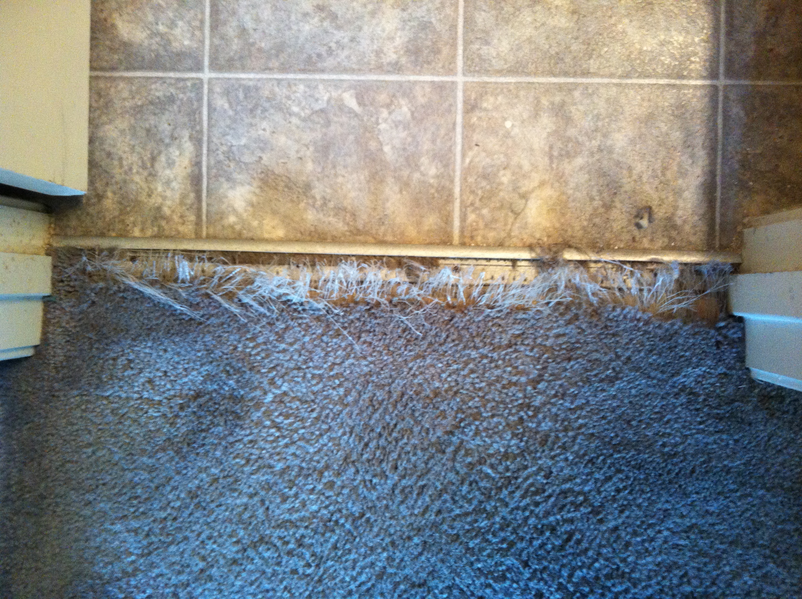 Dog Ripped Up the Carpet (Carpet Repair Services)
