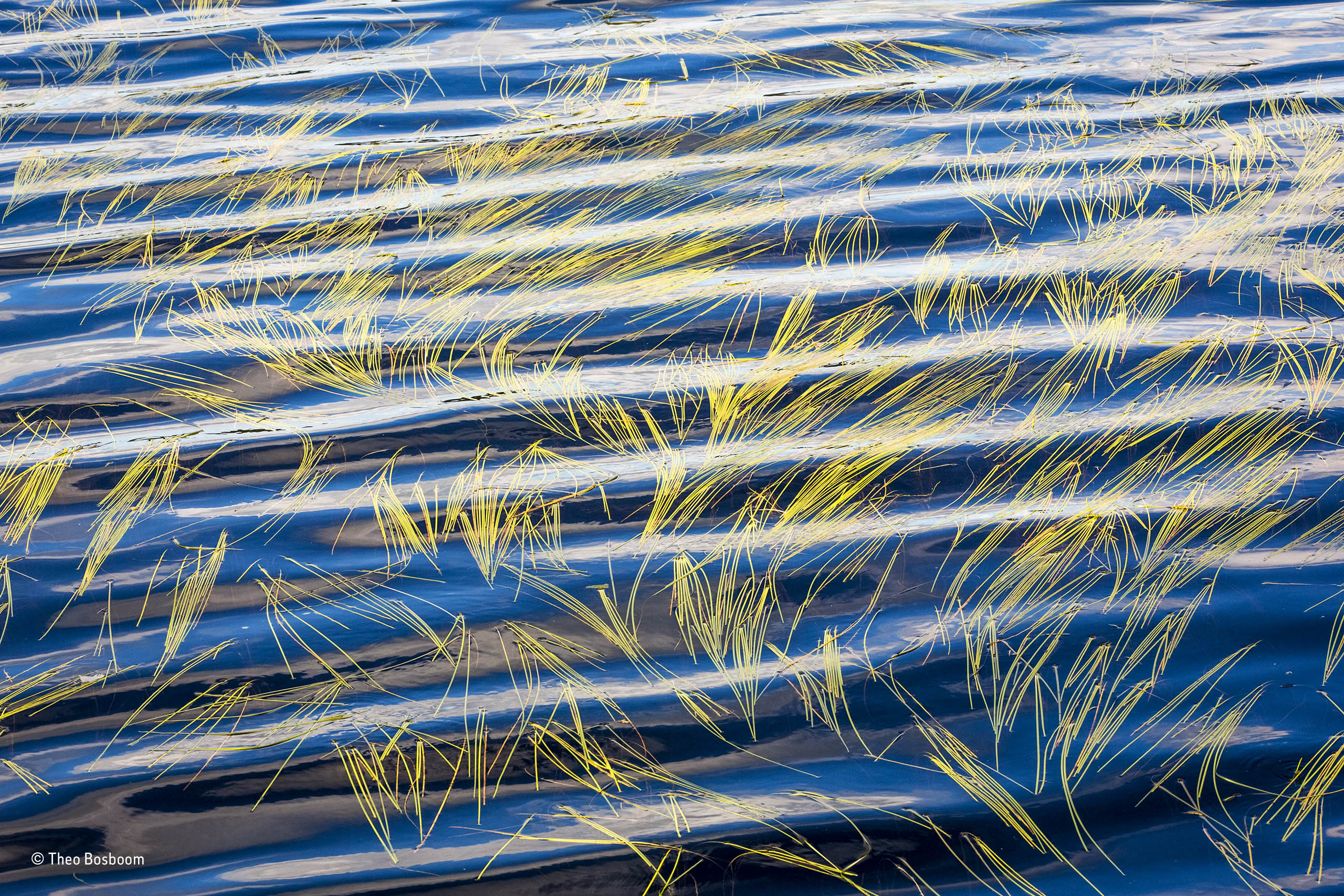 Sweet-grass and ripples | Theo Bosboom | Plants and Fungi | Wildlife ...