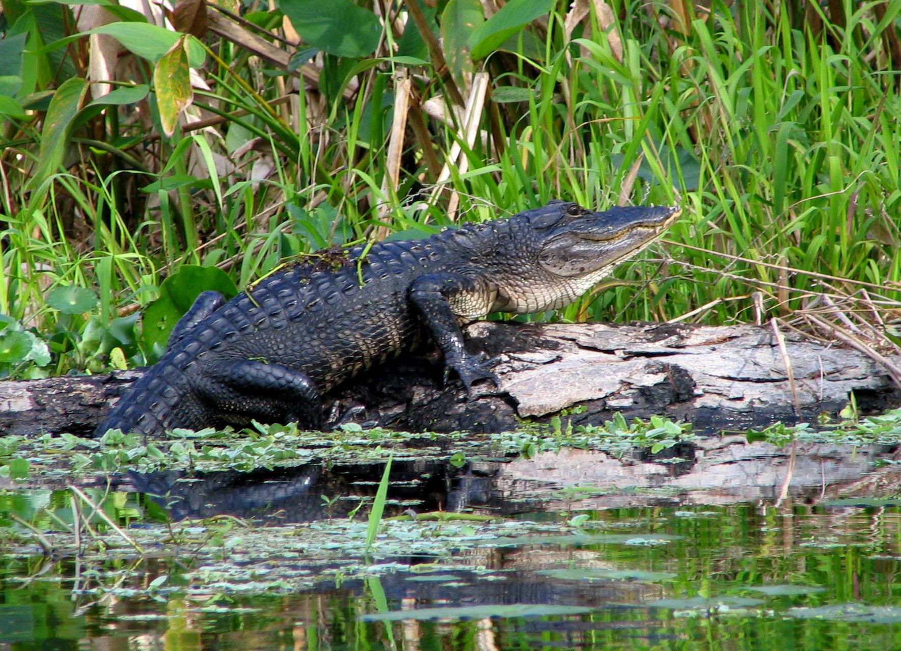Alligators Spotted in a North Georgia river.