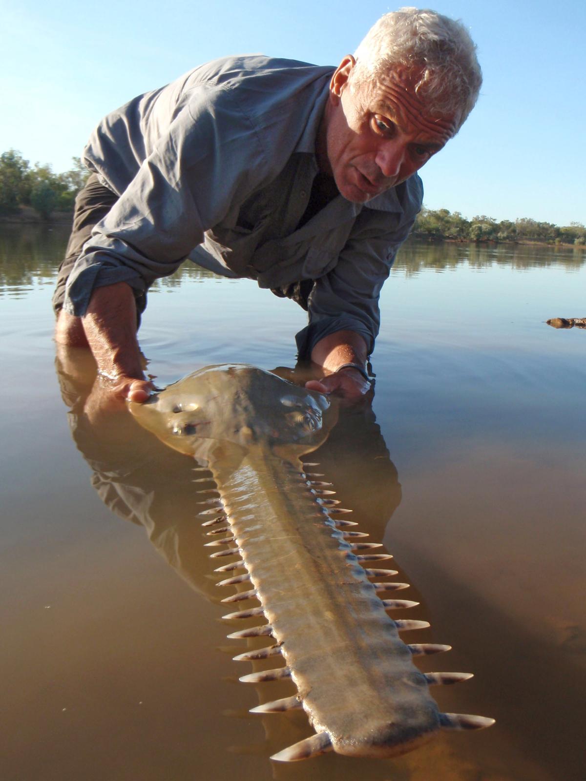 River monsters - Photos - River monsters | Jeremy wade, River ...