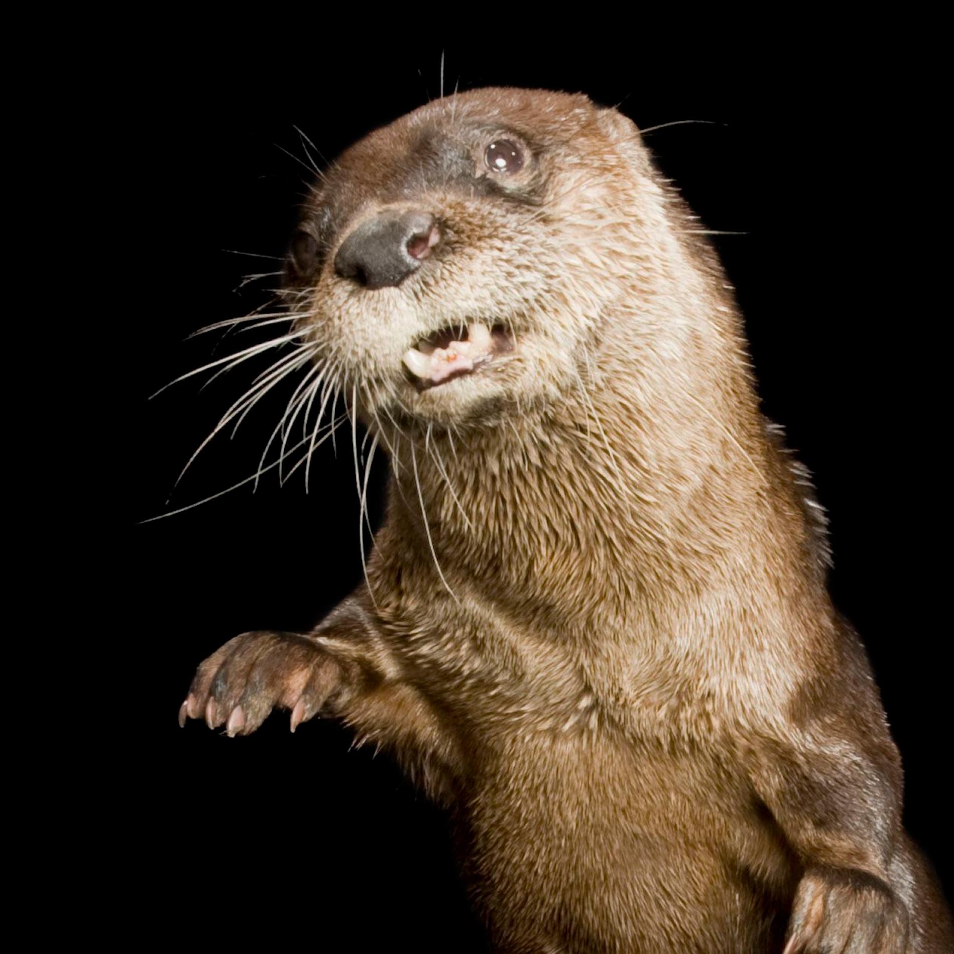 North American River Otter | National Geographic