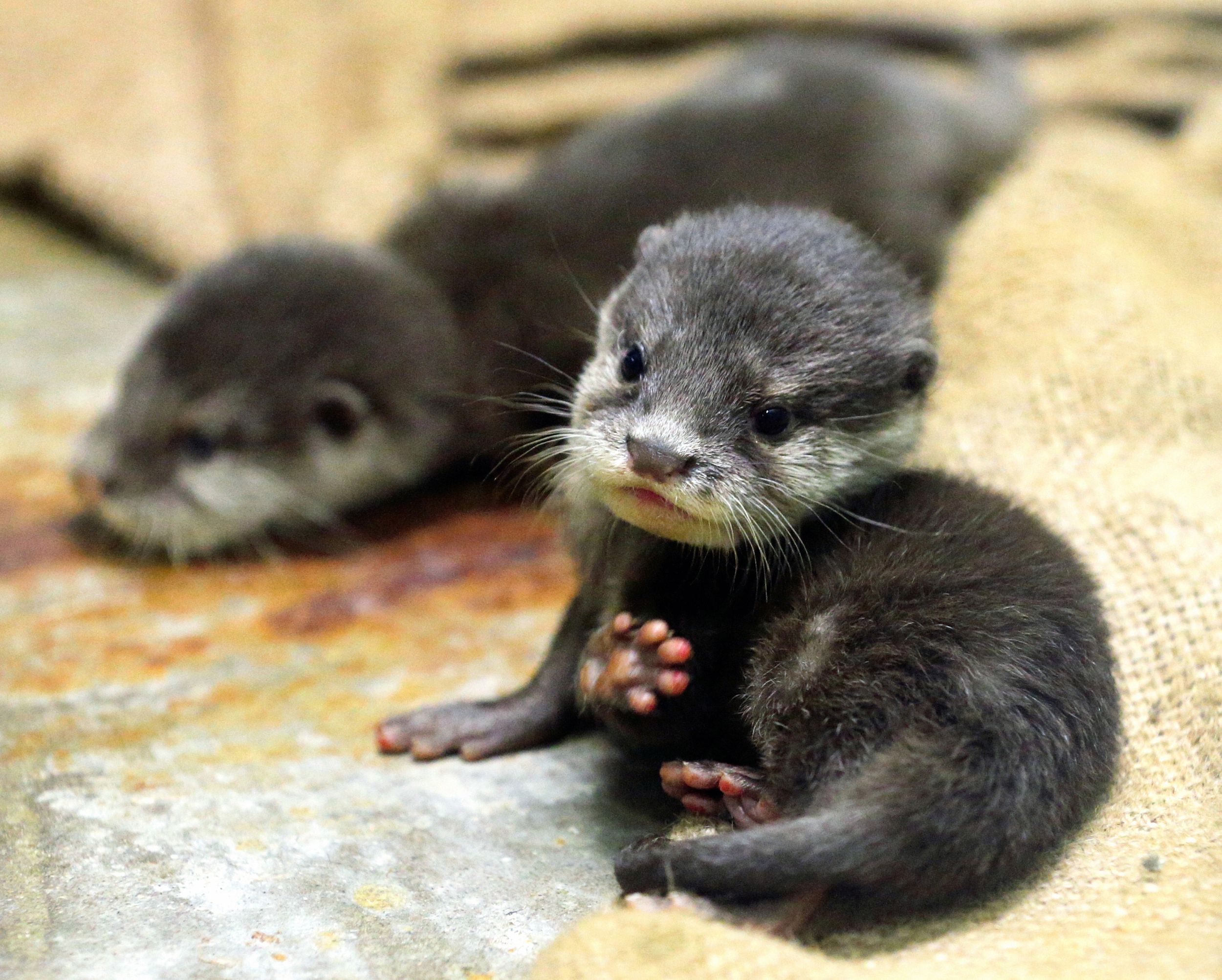 Images For > Cute River Otter | Otters | Pinterest | River otter ...