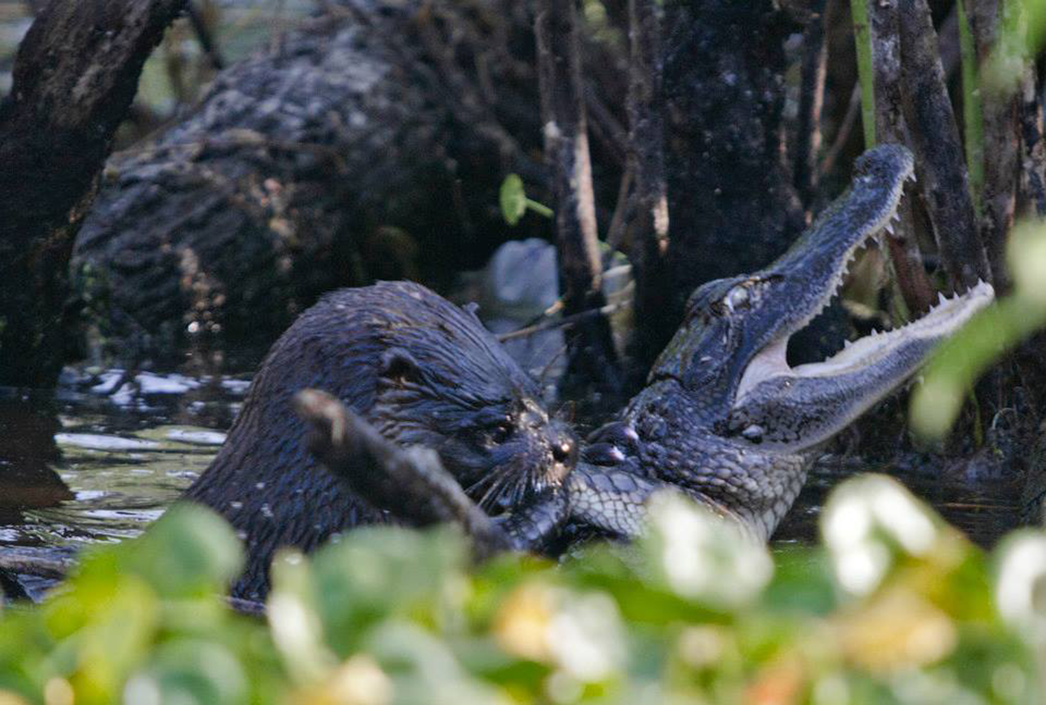How a River Otter Can Bag an Alligator for Lunch