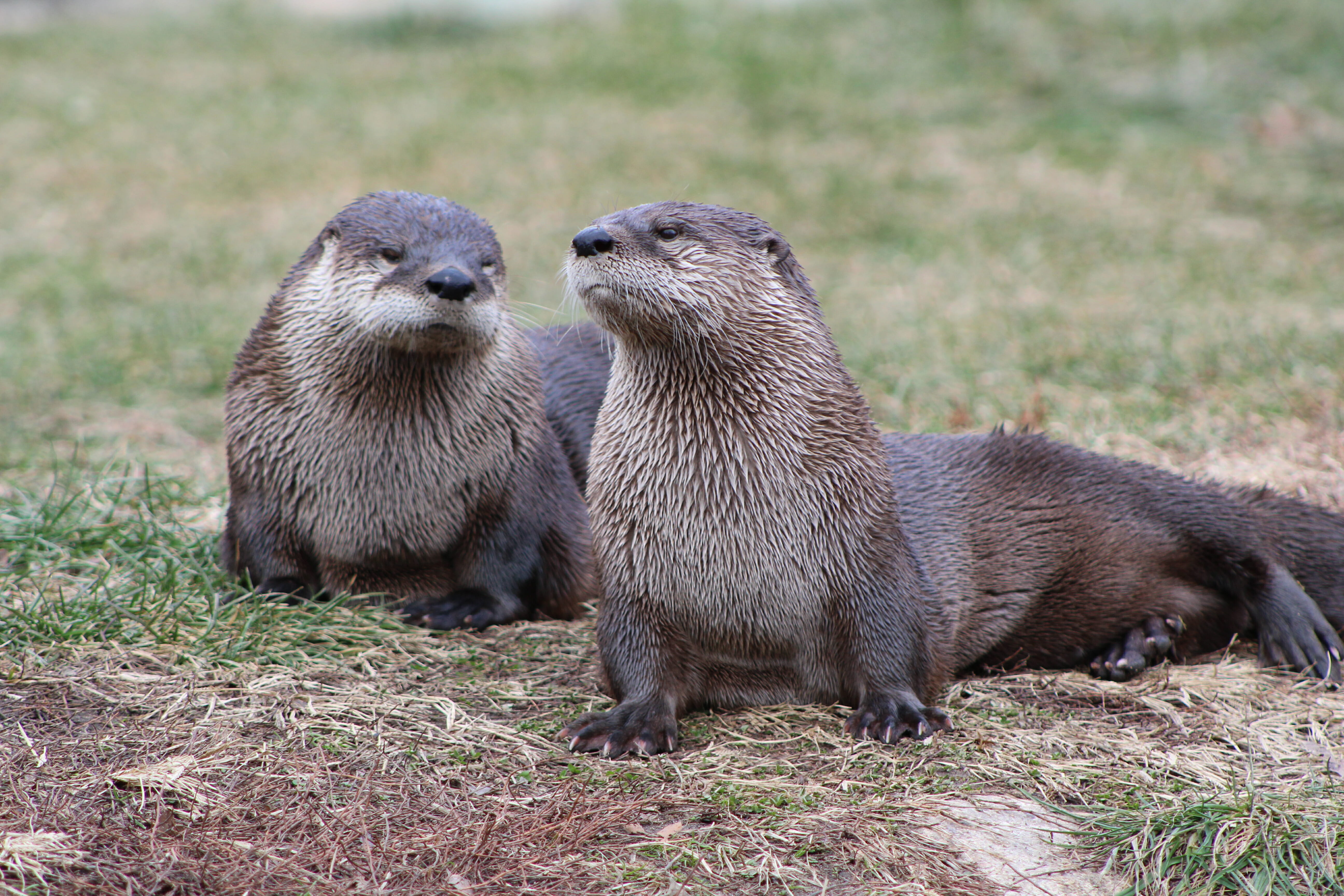 North American River Otters - Potawatomi Zoo