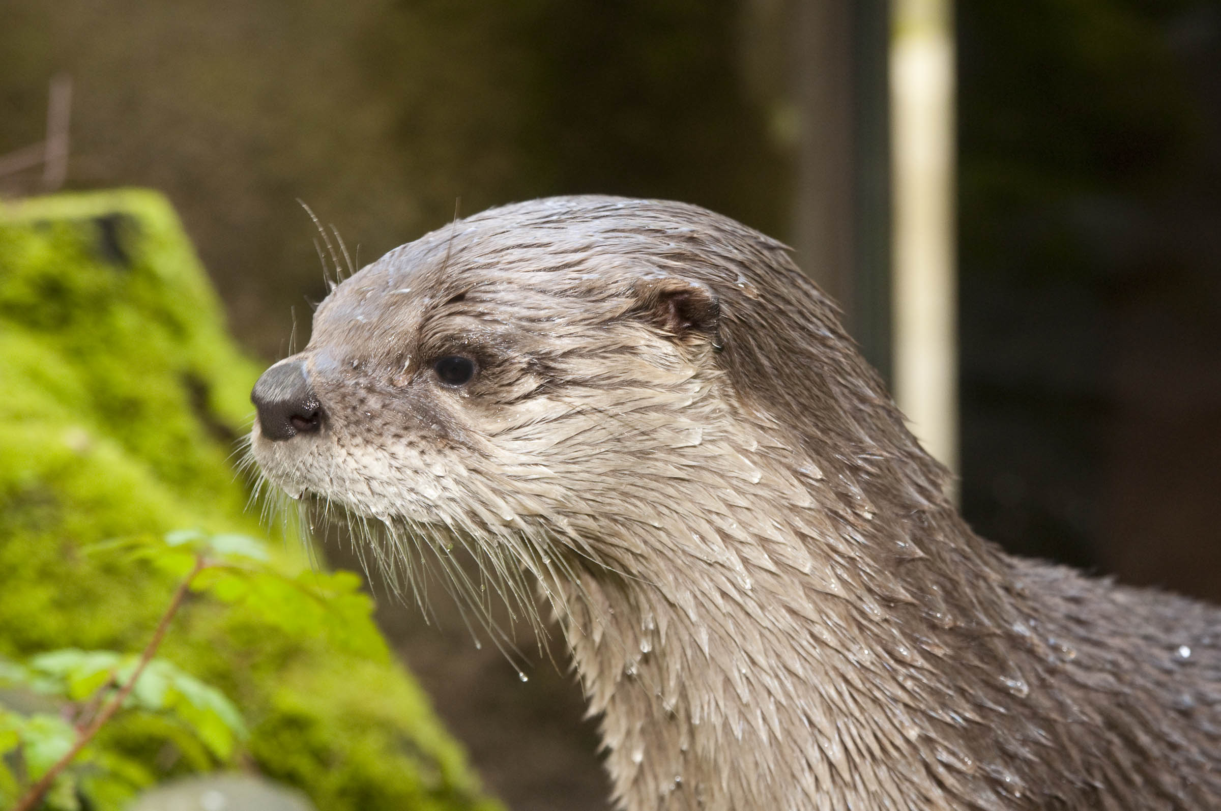 river otter | Oregon Zoo