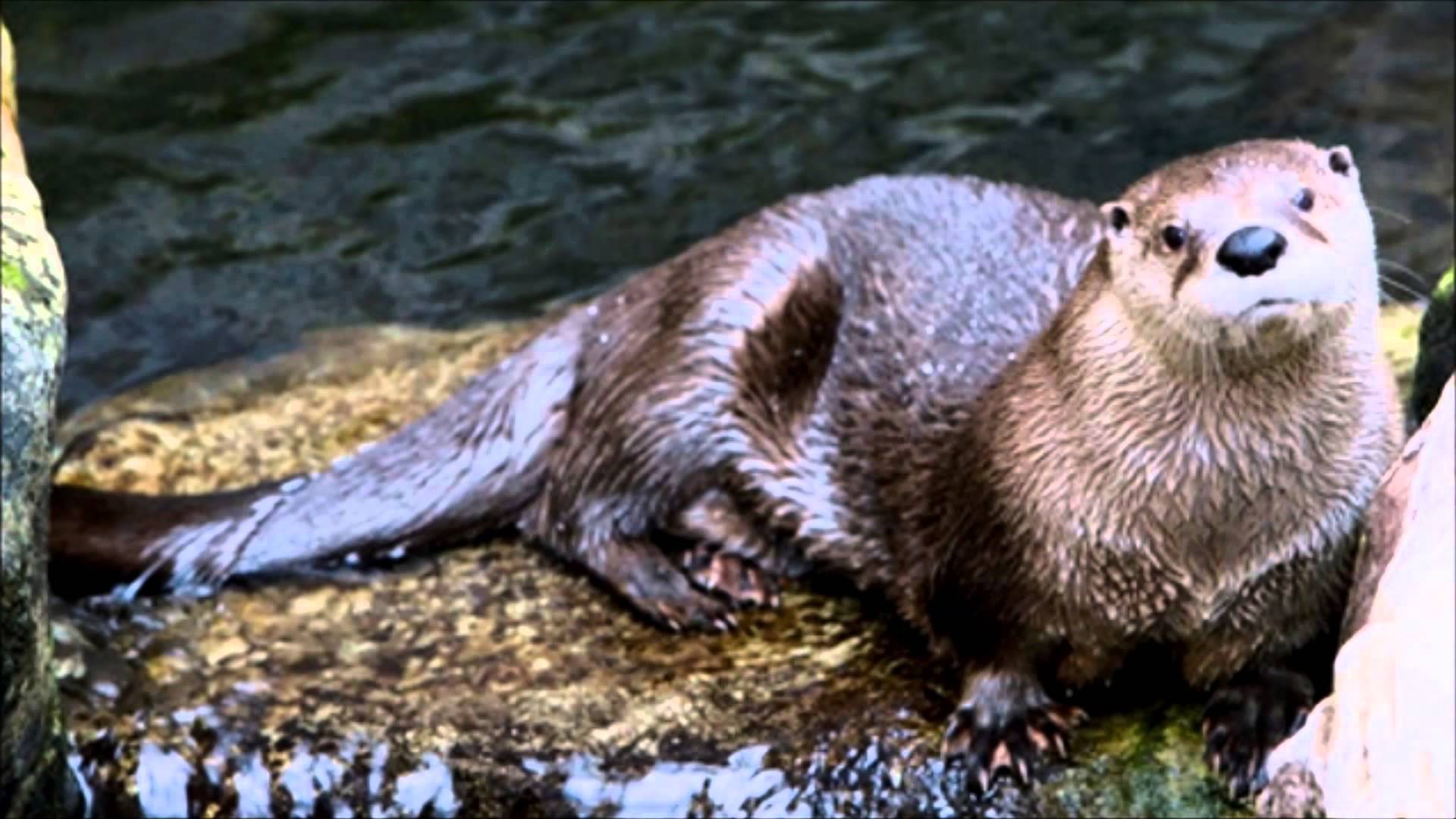 River Otter Sound Effect - YouTube