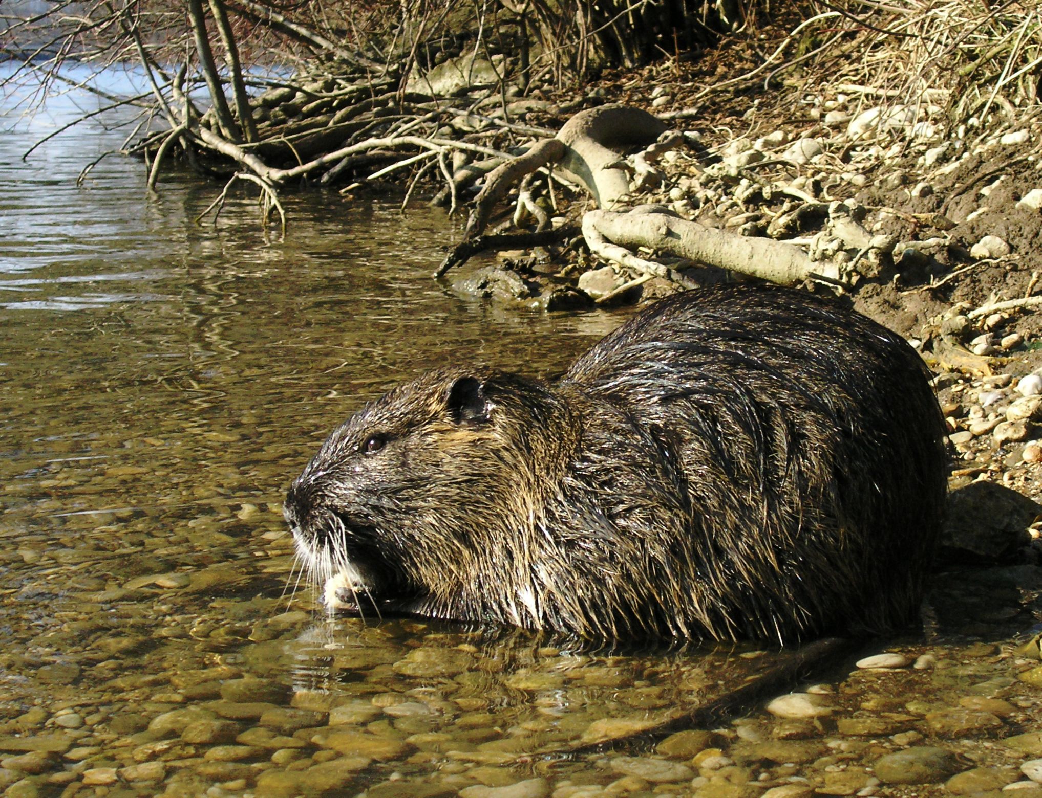 The coypu, also known as the river rat or nutria, is a large ...