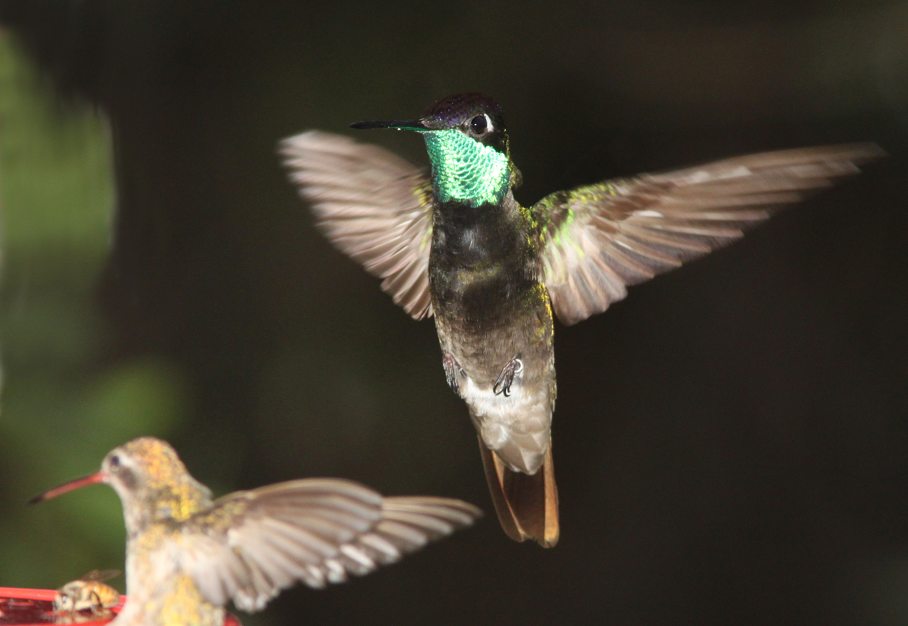 Rivoli's hummingbird (7-25-11) madera canyon, scc, az -01 photo