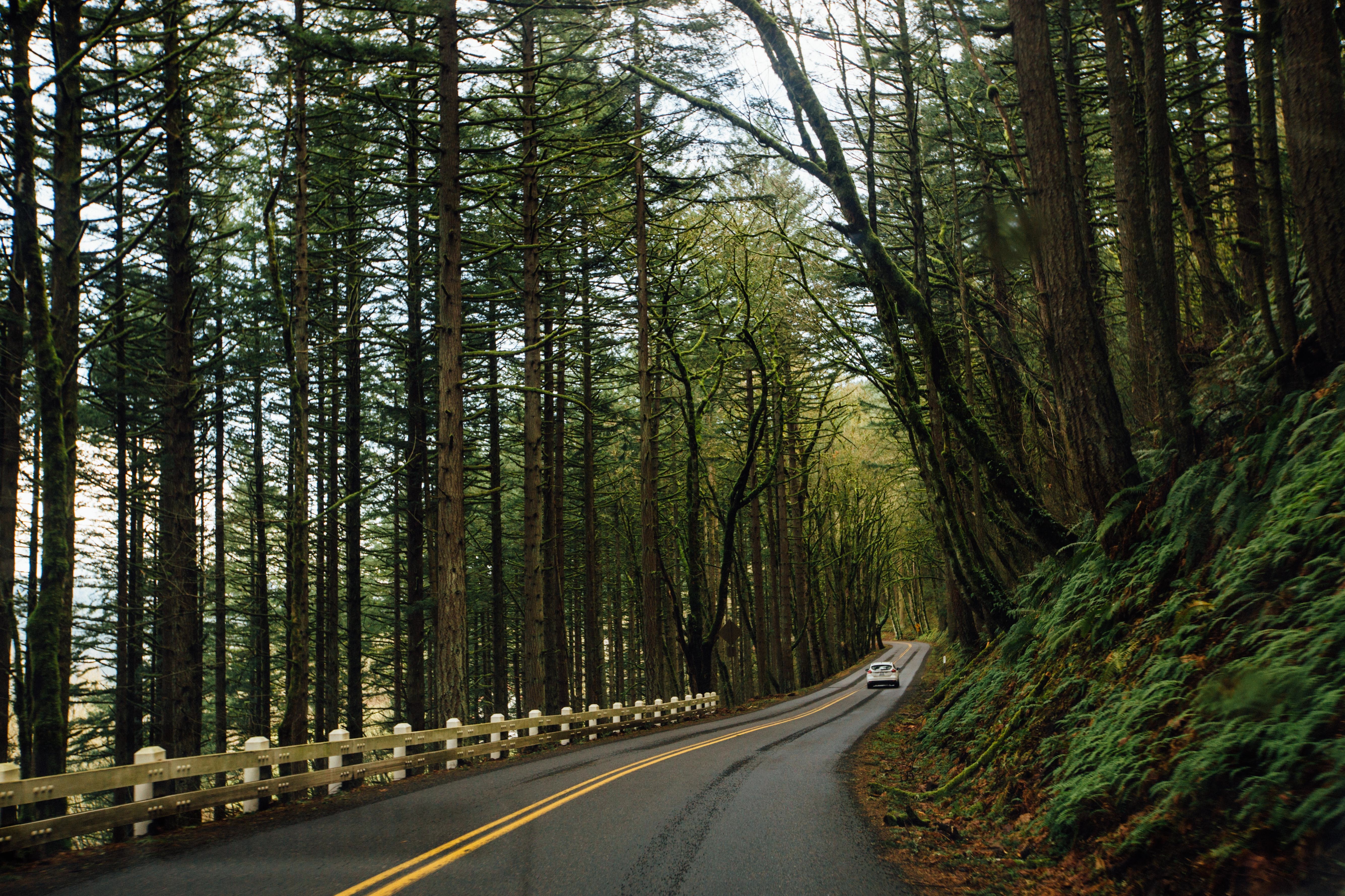 Растет около дороги. Штат Вашингтон Форкс лето. Дорога в лесу. Лесная дорога. Дорога через лес.