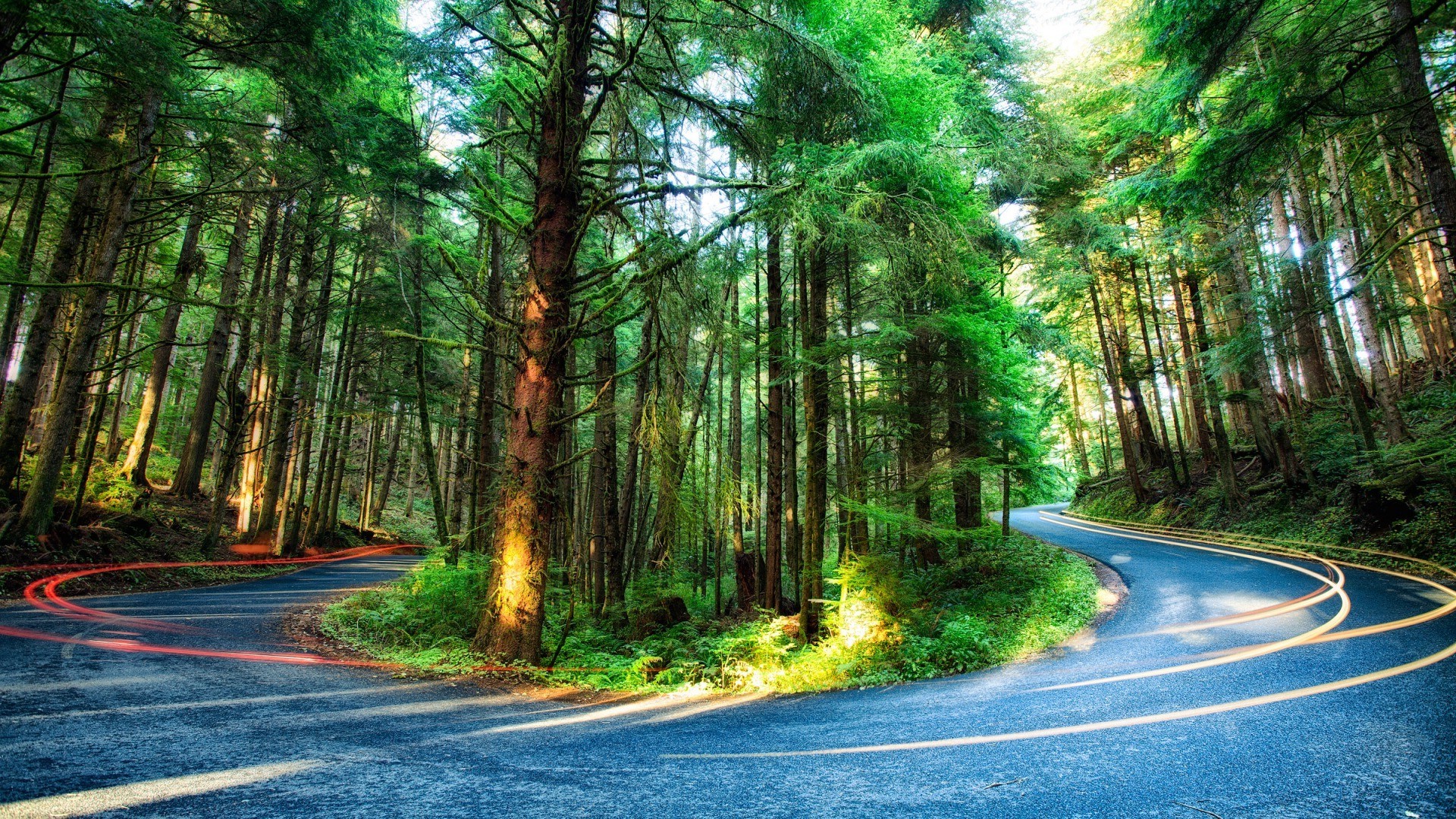 nature, Trees, Forest, Oregon, USA, Road, Light Trails, Branch ...