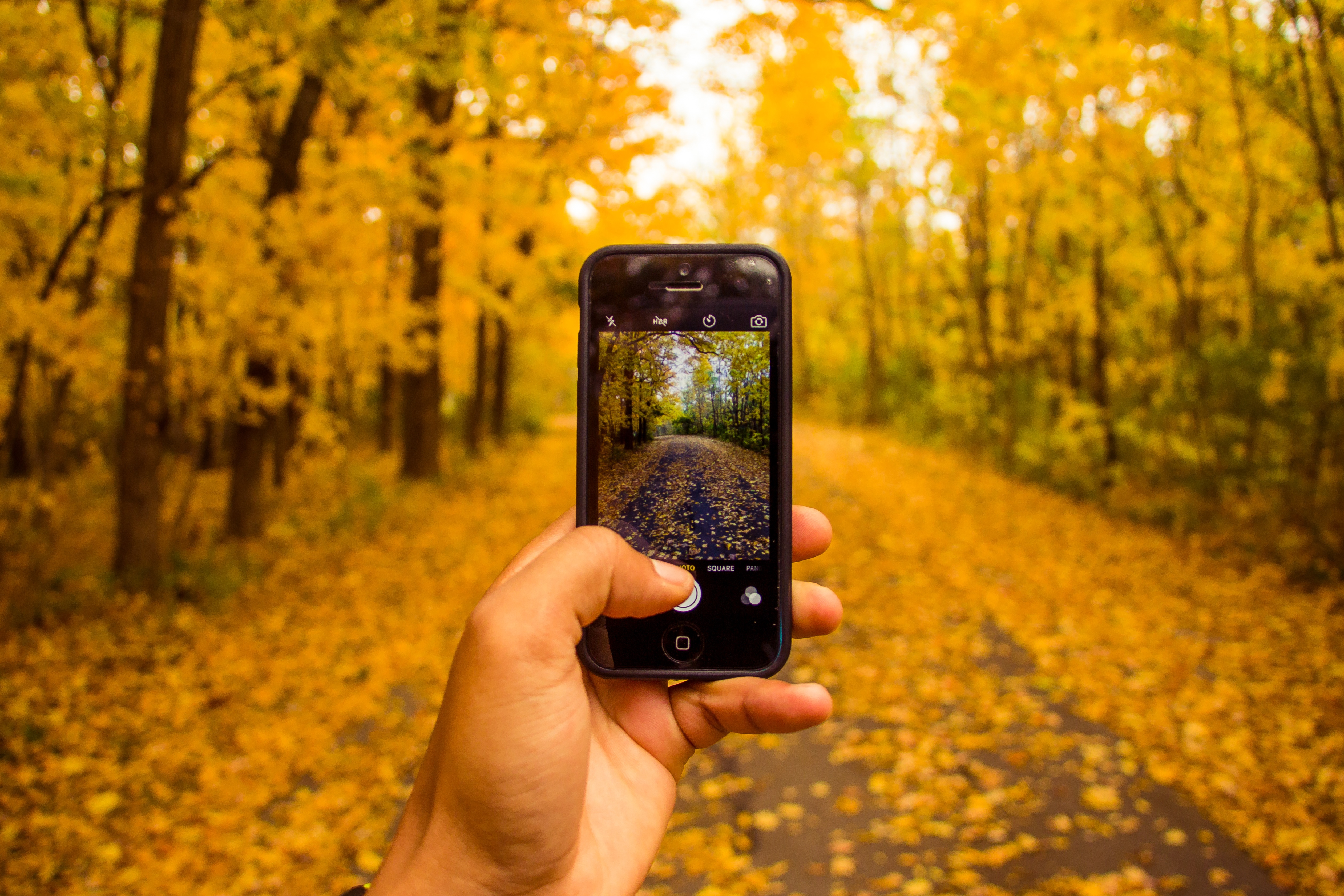 Загрузить фотографию с телефона. Фотографирует на телефон. Фотографировать природу. Смартфон. Осень в объективе.