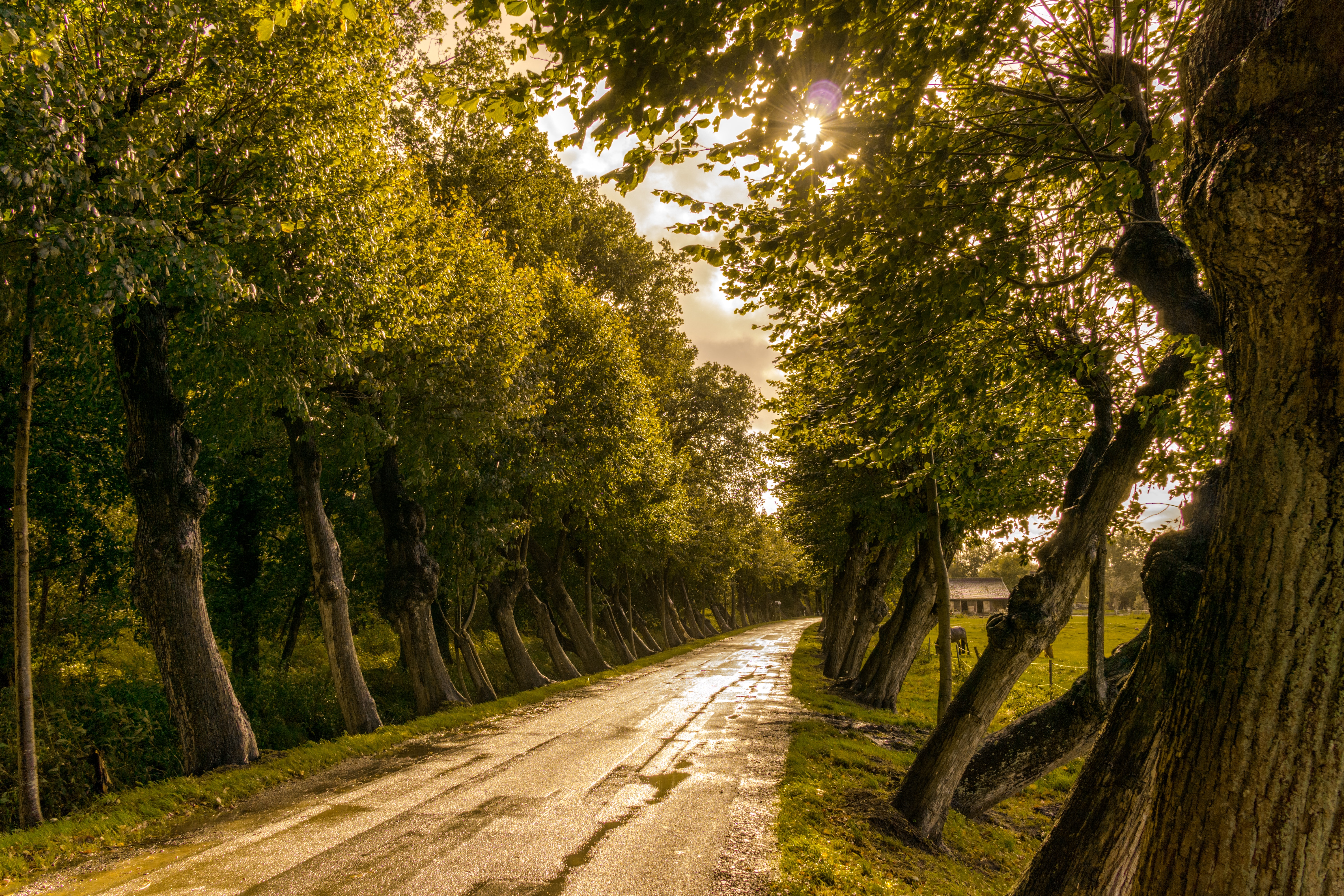 Road in Between Trees, Beautiful, Wet, Weather, Trees, HQ Photo
