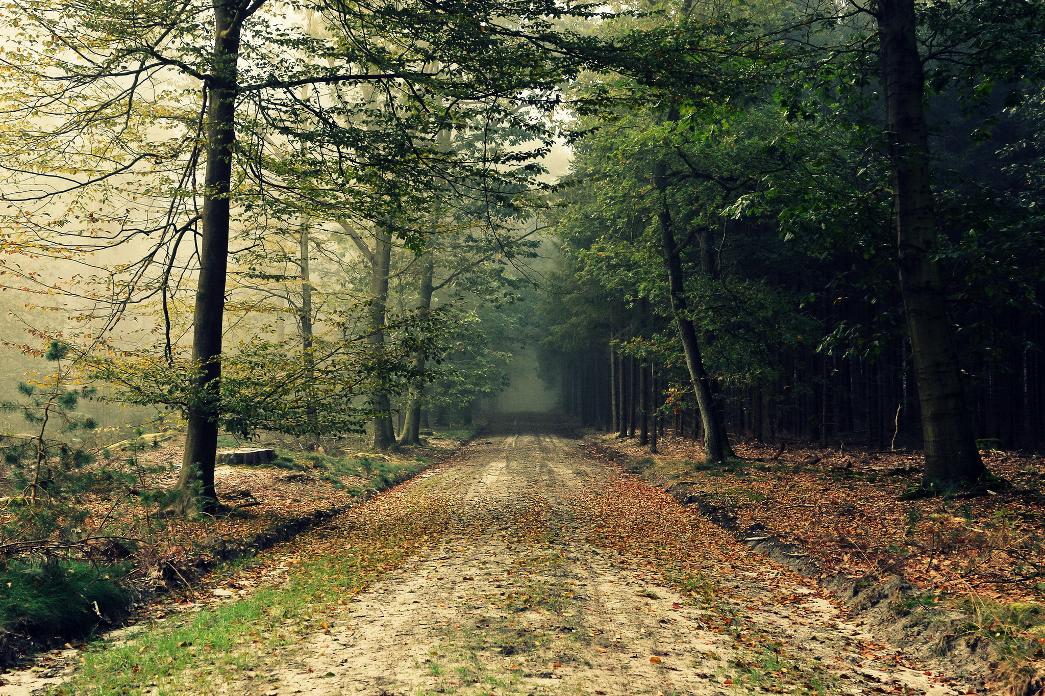 The straight road in forest / 2048 x 1365 / Forest / Photography ...