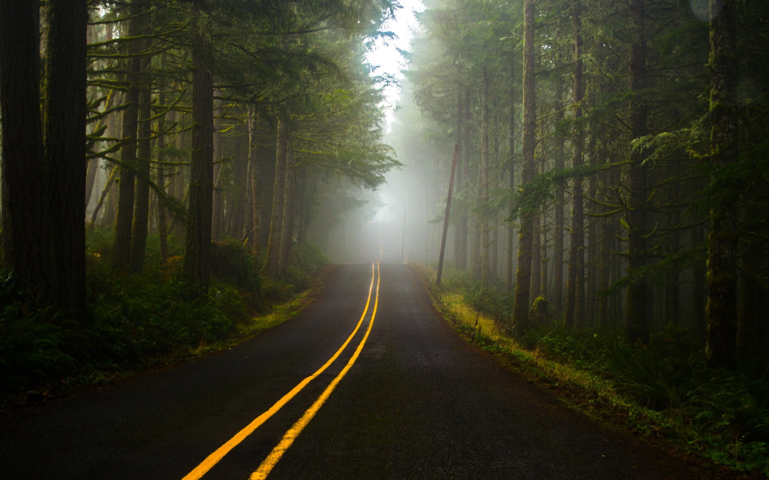 Fog forest road wallpaper | 2560x1600 | 348200 | WallpaperUP