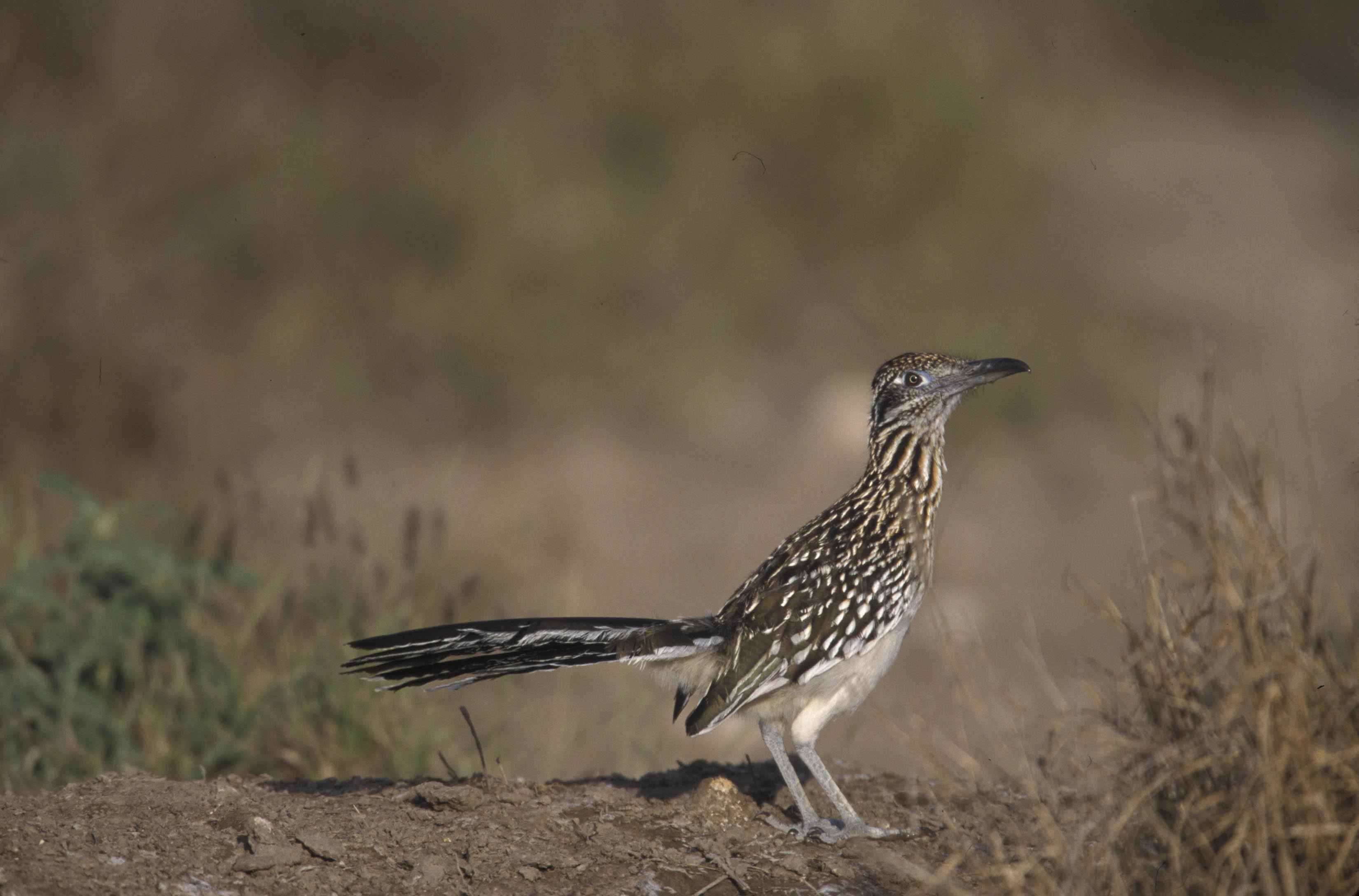 Free picture: roadrunner, bird, ground