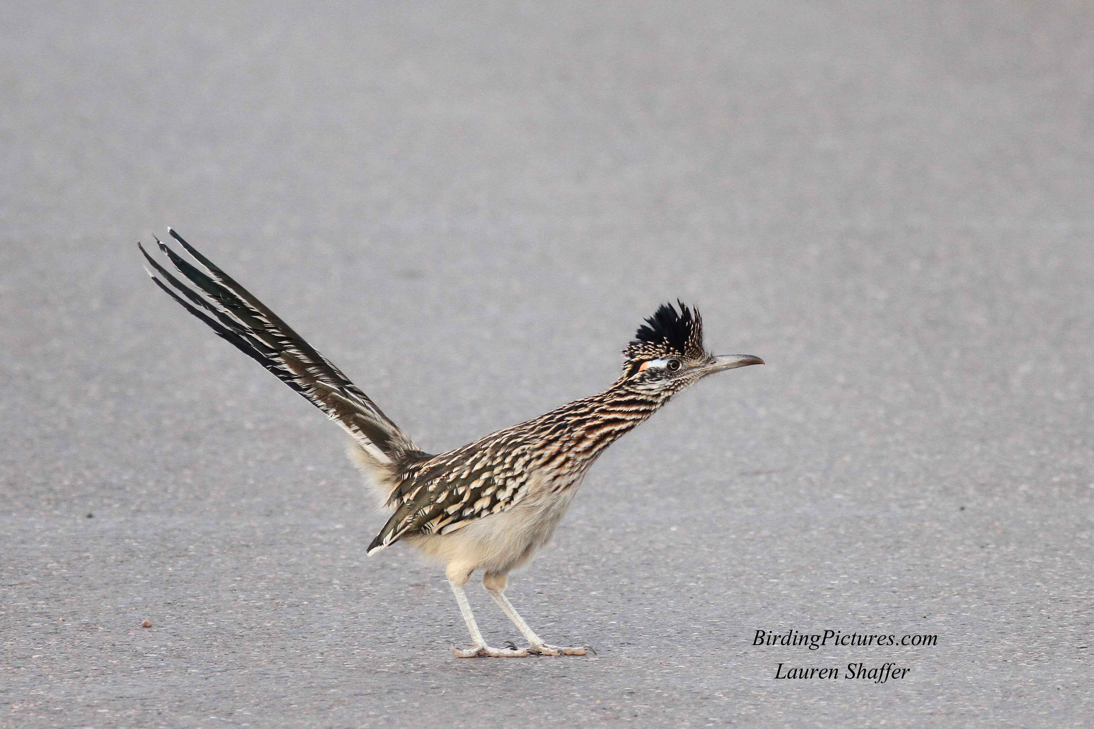 Greater Roadrunner-Bird of the Day - Birding Pictures