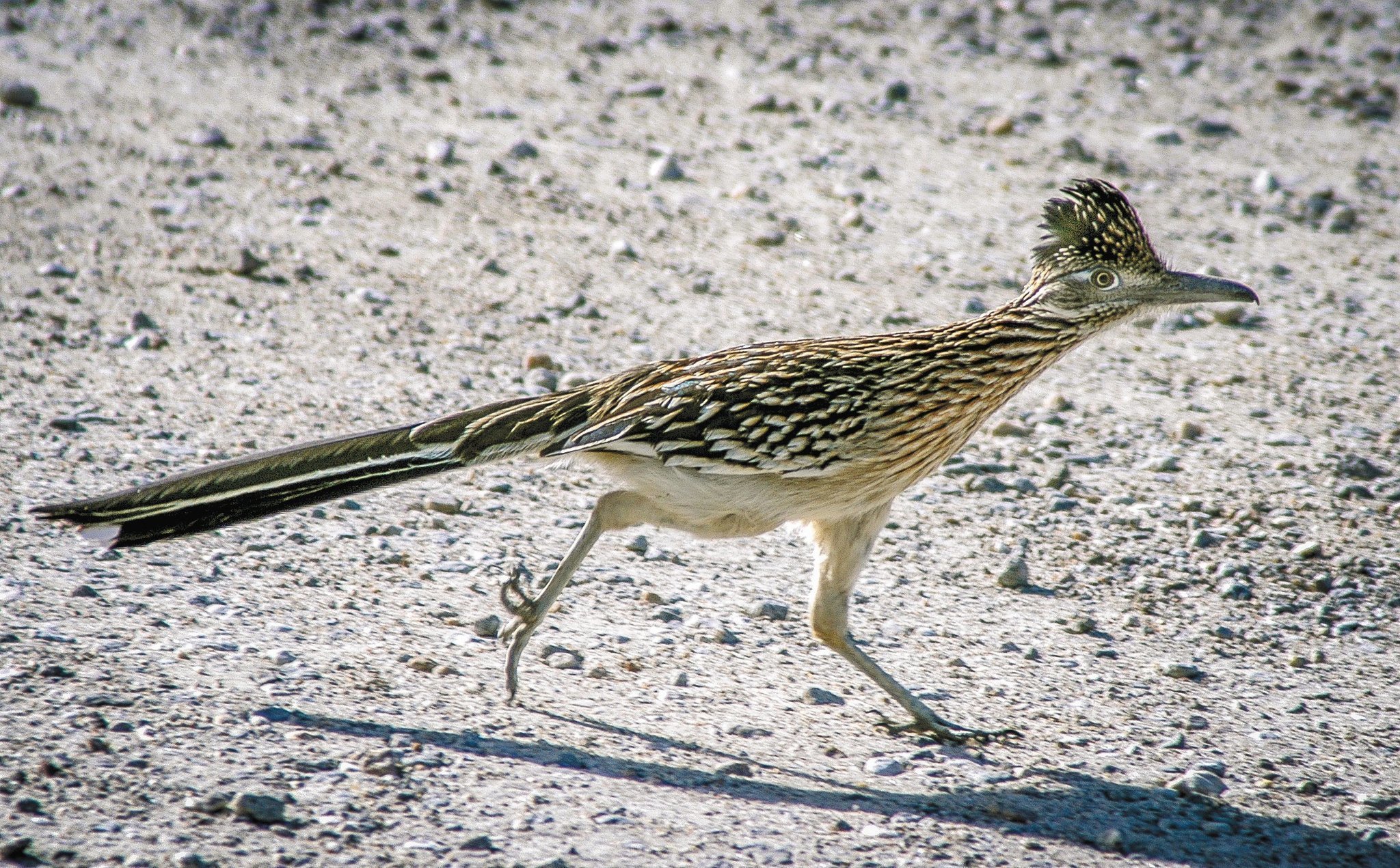 County's roadrunners zip along from coast to desert - The San Diego ...