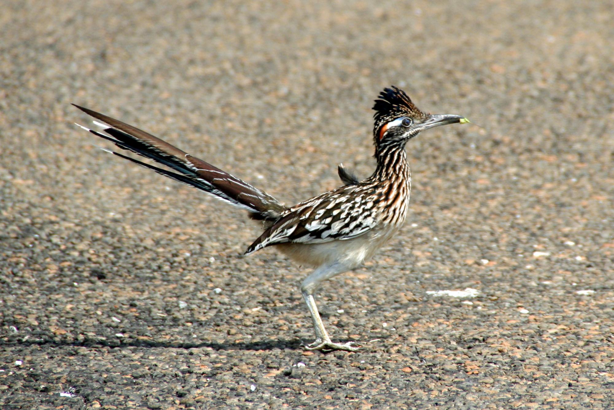 Greater Roadrunner (Geococcyx californianus) bird crossing the Road ...