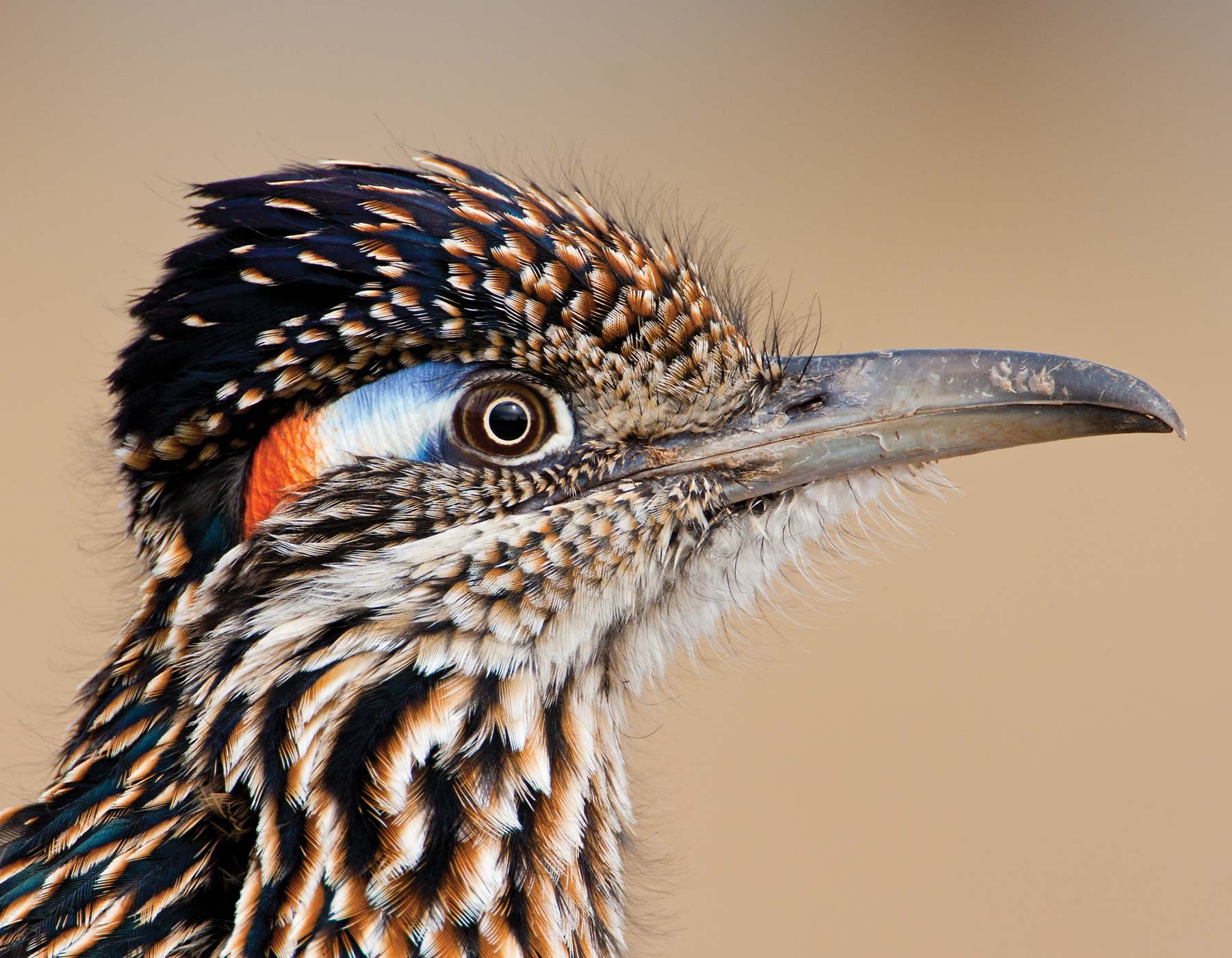 The Adaptable Roadrunner | Missouri Department of Conservation