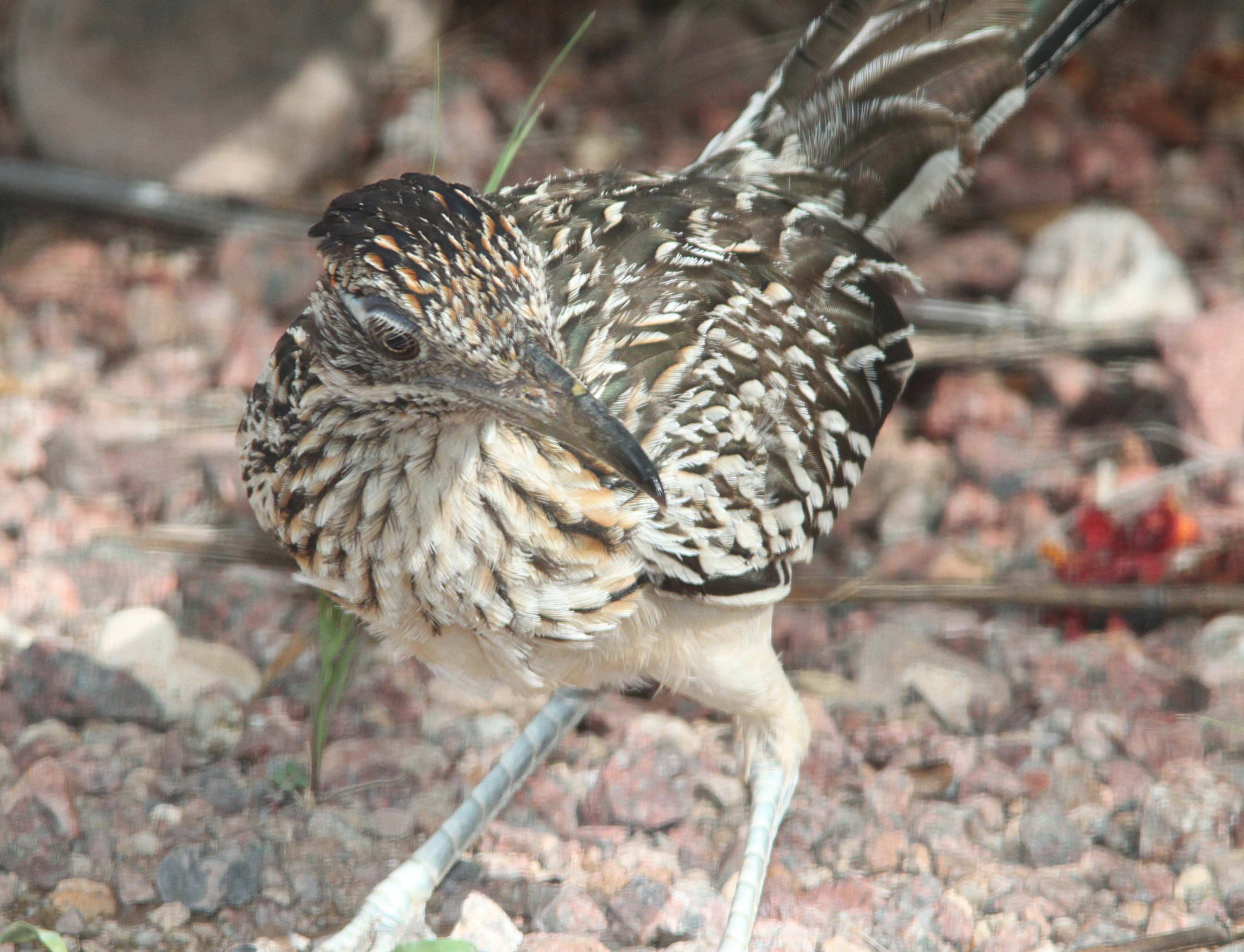 Roadrunner, greater (8-24-10) yard, west of patagonia, scc, az -01a photo