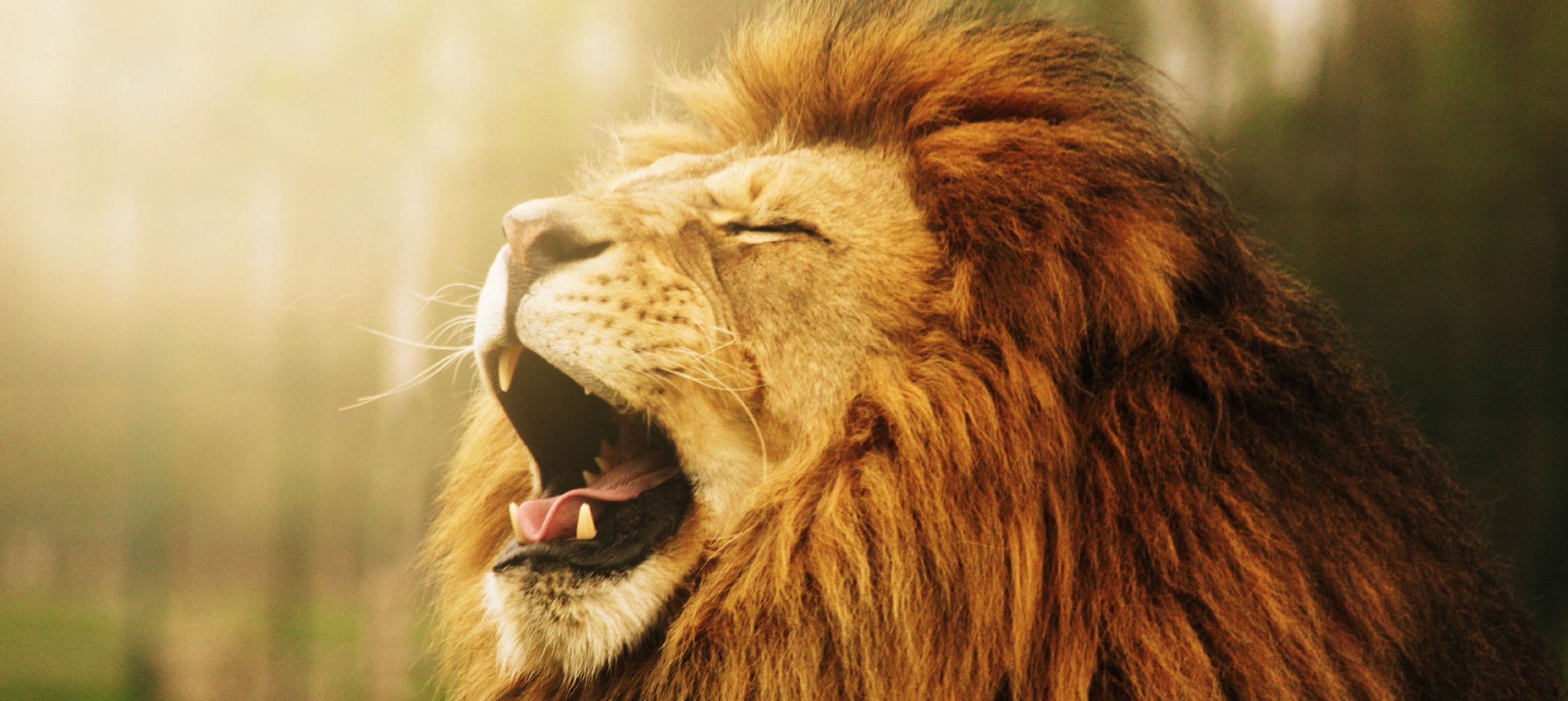 The Lion's Roar Gate 2 (Oxford) – Longchen Foundation Website