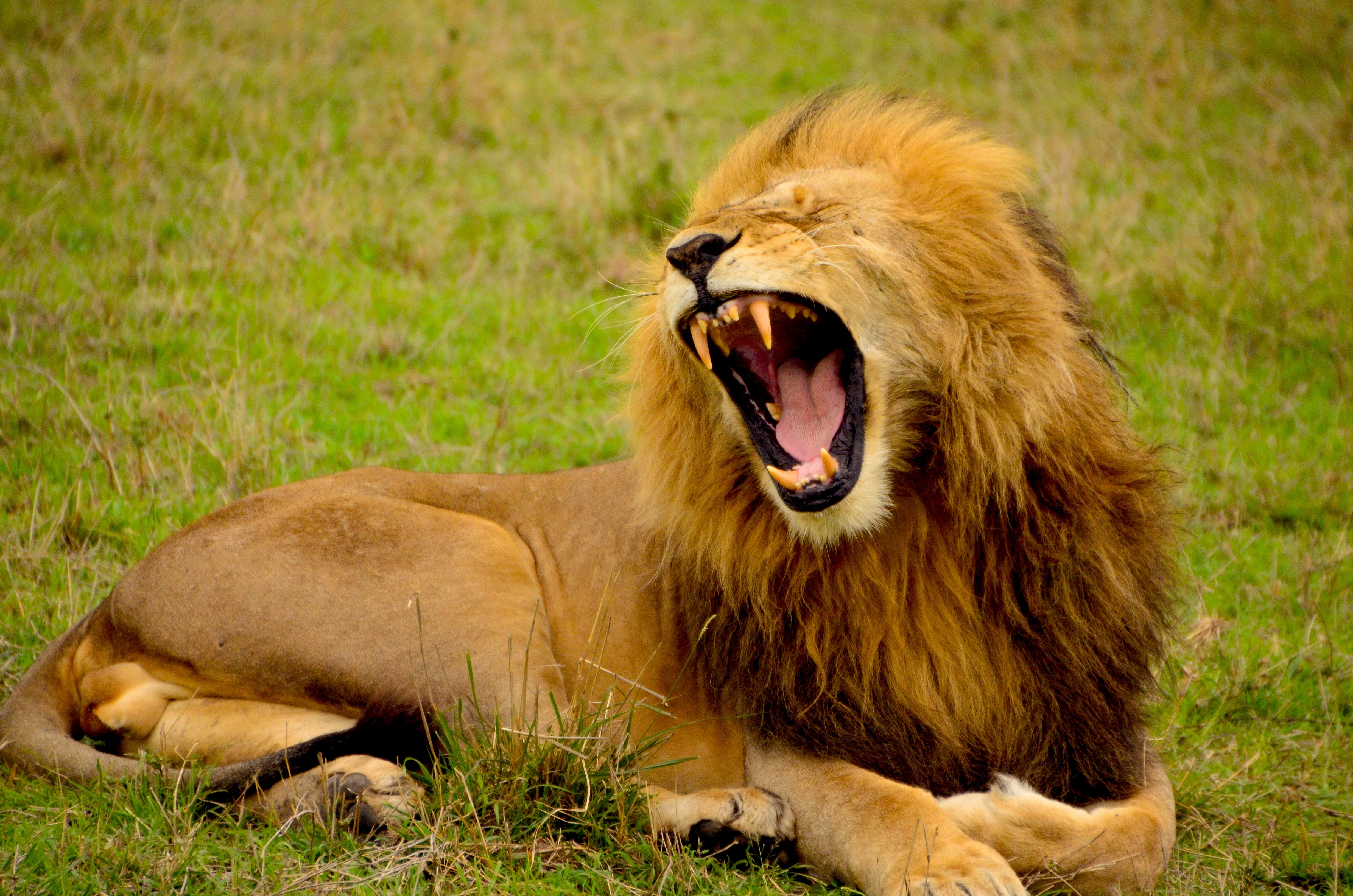 Roar, Deadly, Fierce, King, Lion, HQ Photo