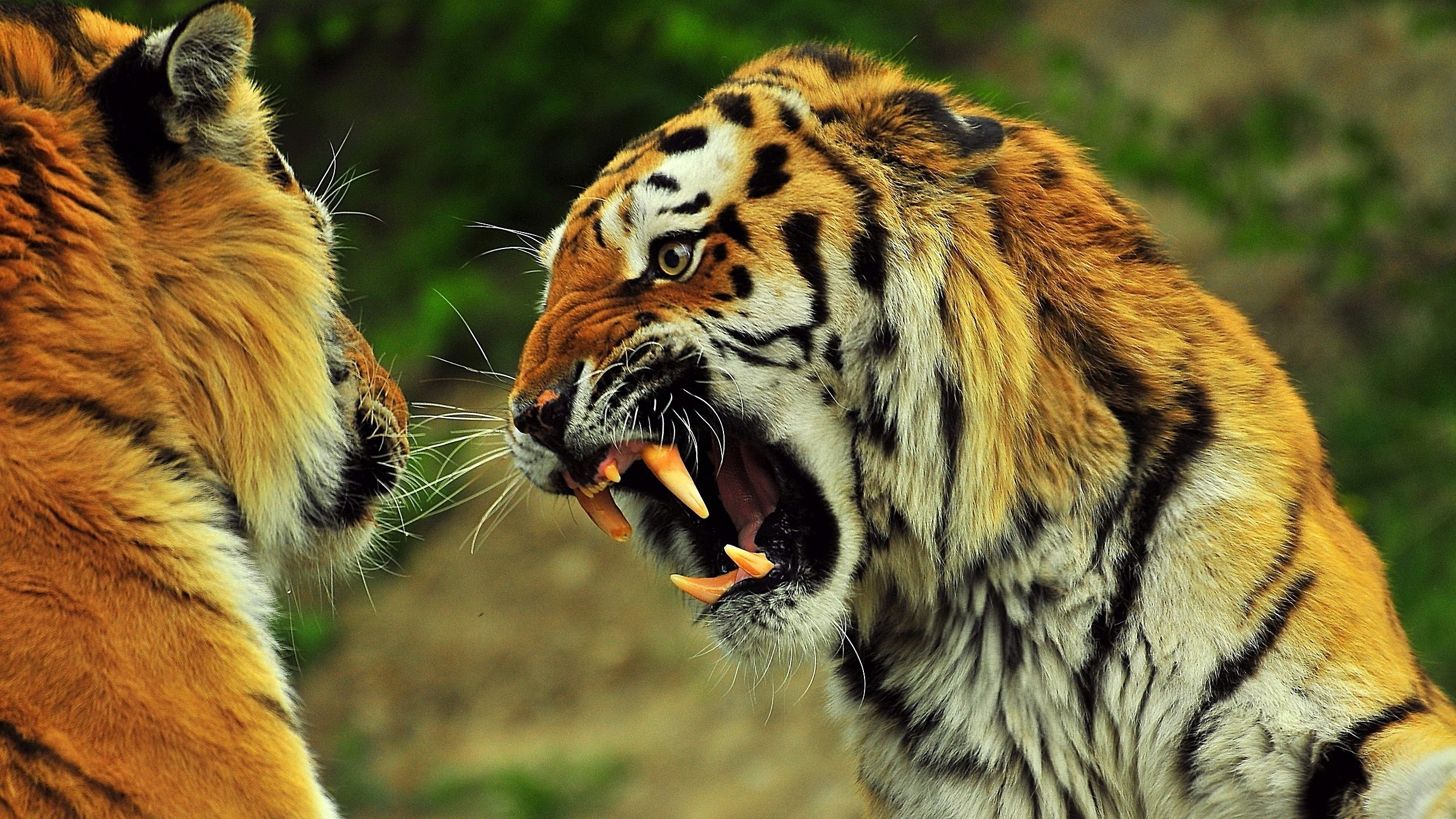 Tiger VS Lion (Roar) - YouTube