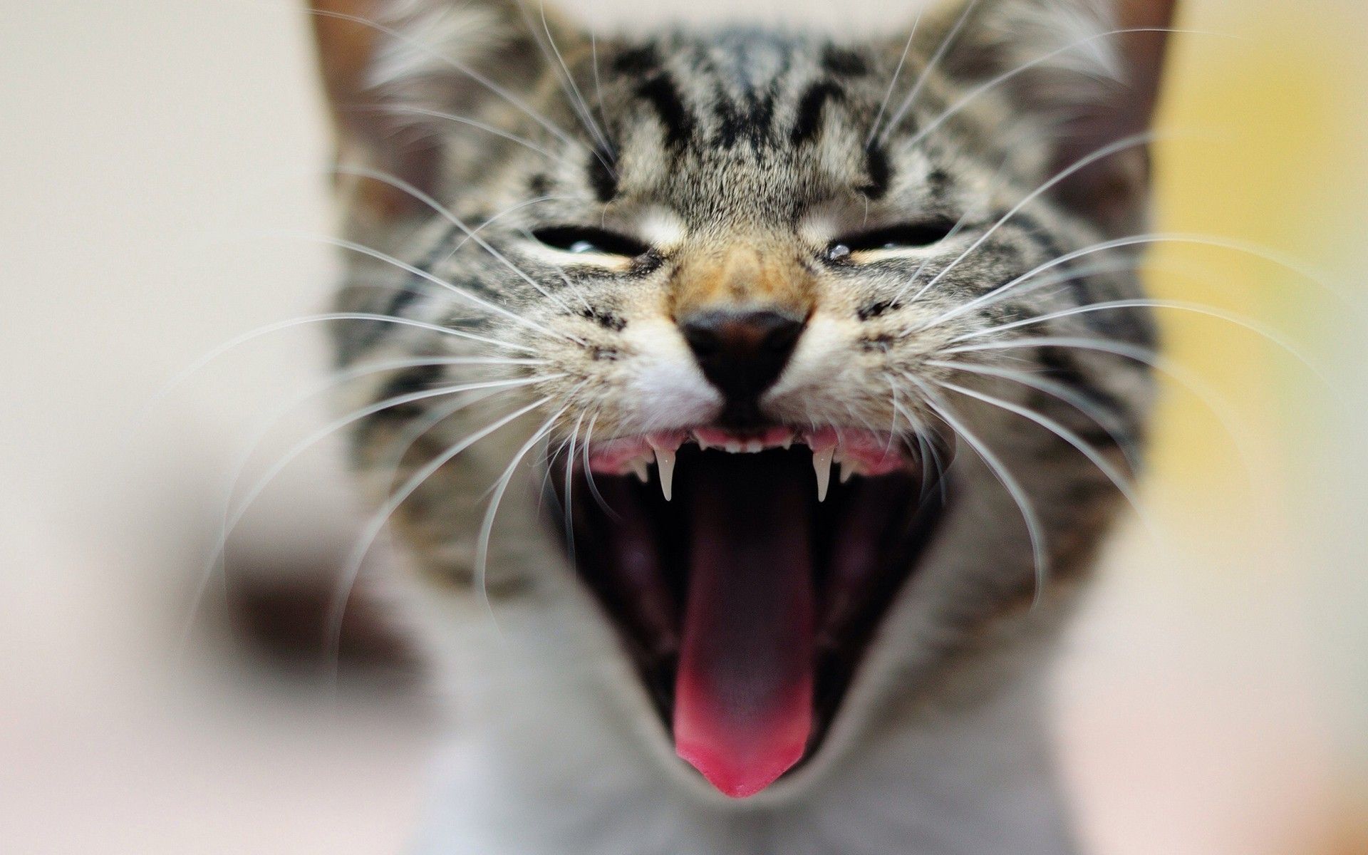 yawning cat | =^..^= Yawning cats | Pinterest | Cat