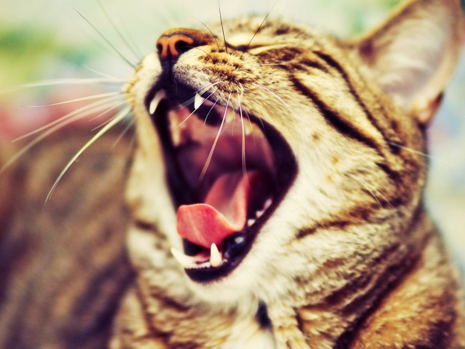 Cat: Just Tongue Yawn Teeth Mouth Giving Phew Cat Animal Roaring ...