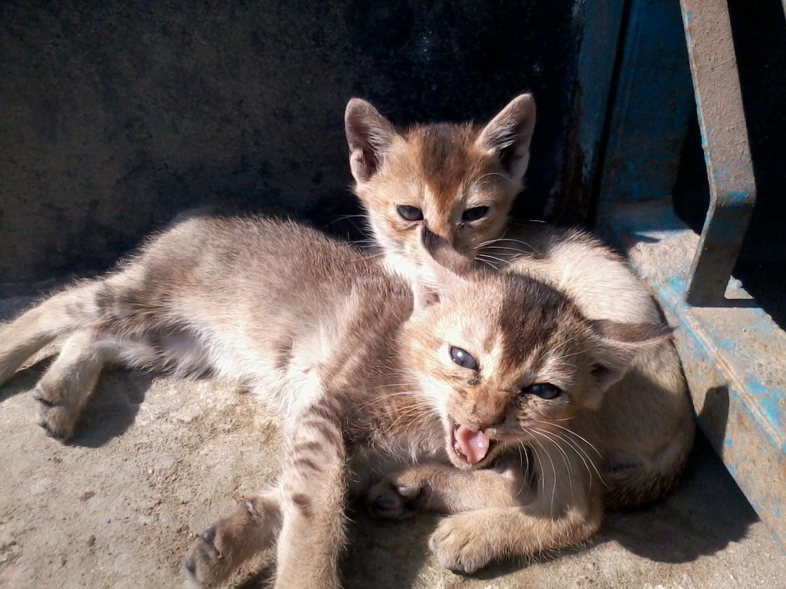 File:Roaring Cat Babies.jpg - Wikimedia Commons