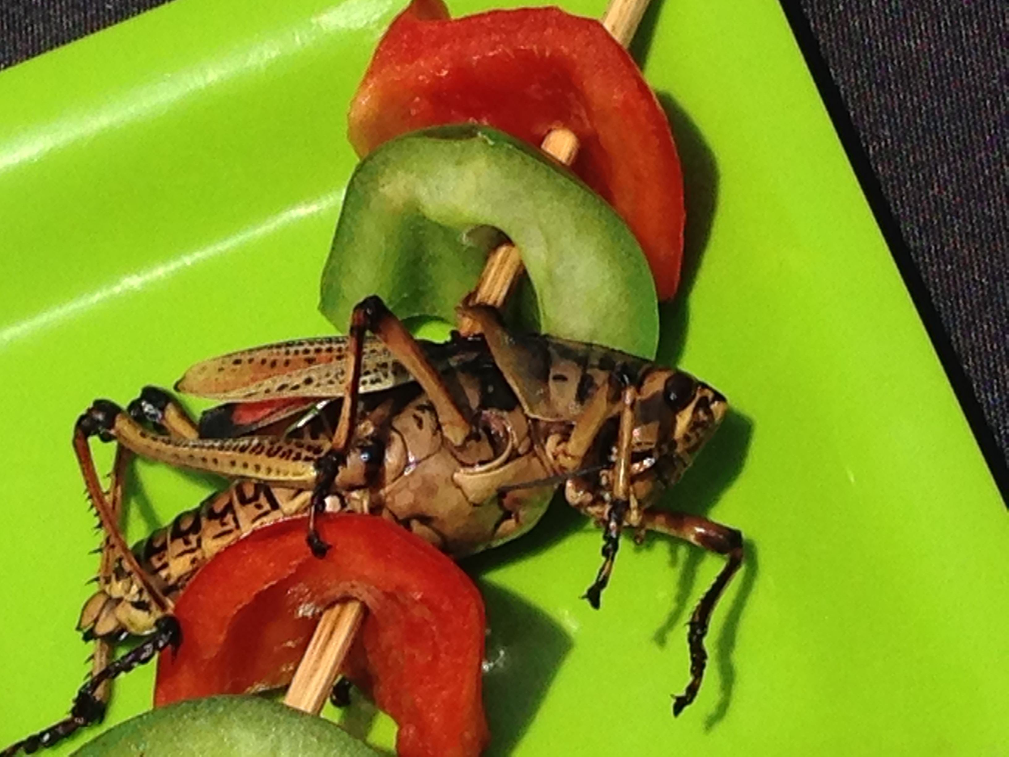 8 Edible Bugs That Could Help You Survive - Eat Tomorrow Blog