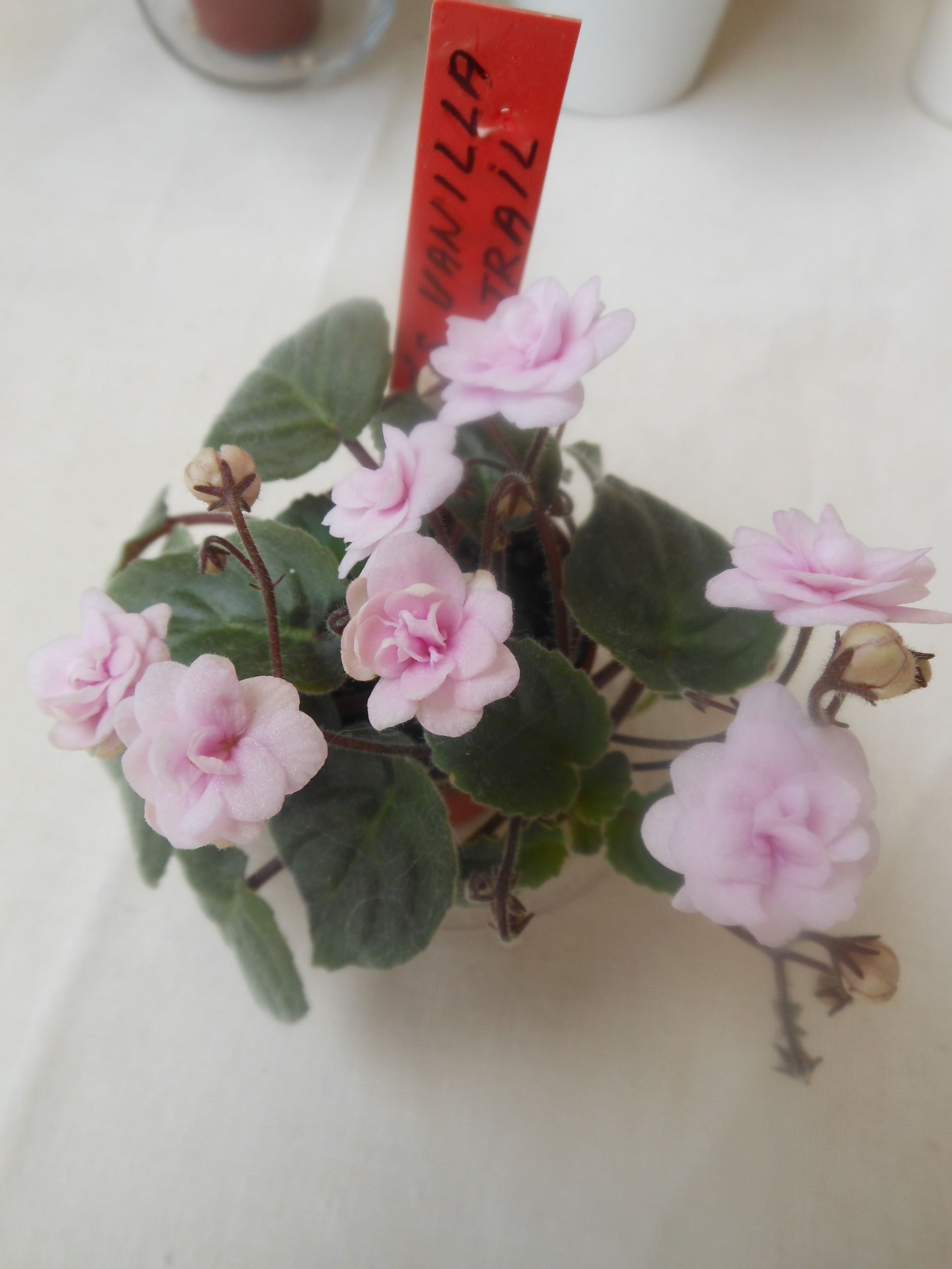 ROB´S VANILLA TRAIL | AFRICAN VIOLETS-my home colection | Pinterest