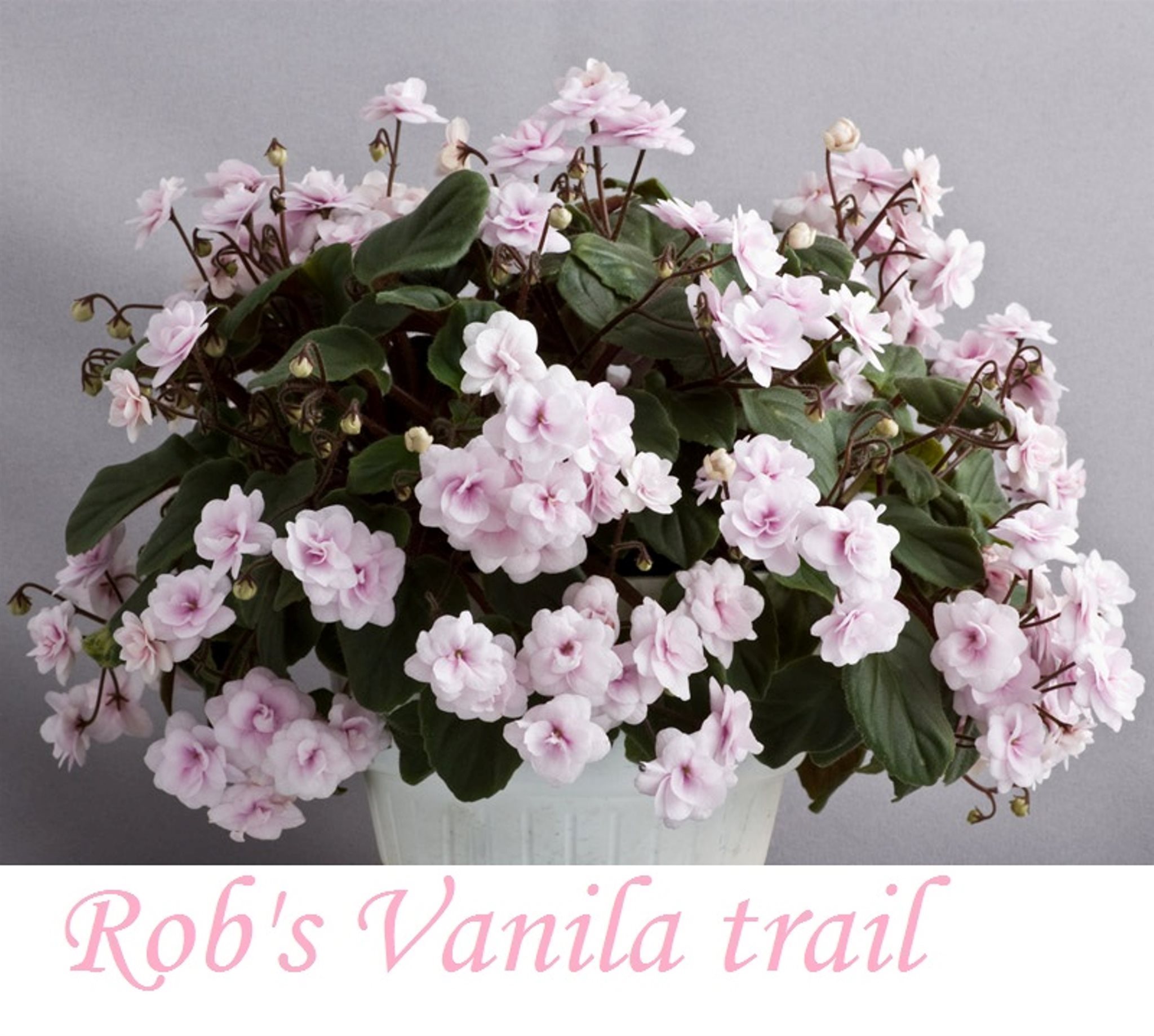 Saintpaulia Rob's Vanilla Trail planta bild 2 på Tradera.com - Blommande