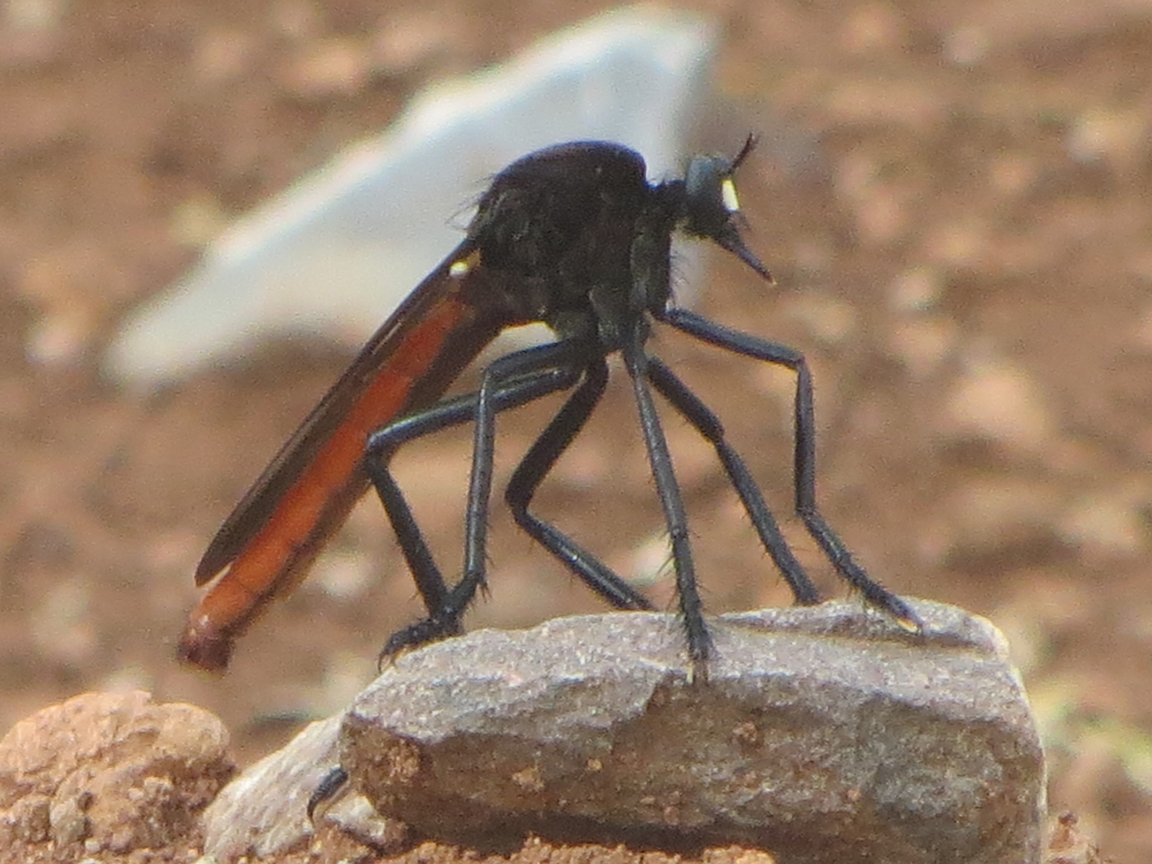 Cochise County Insects: Mexican Robber Fly, Archilestris Magnificus ...