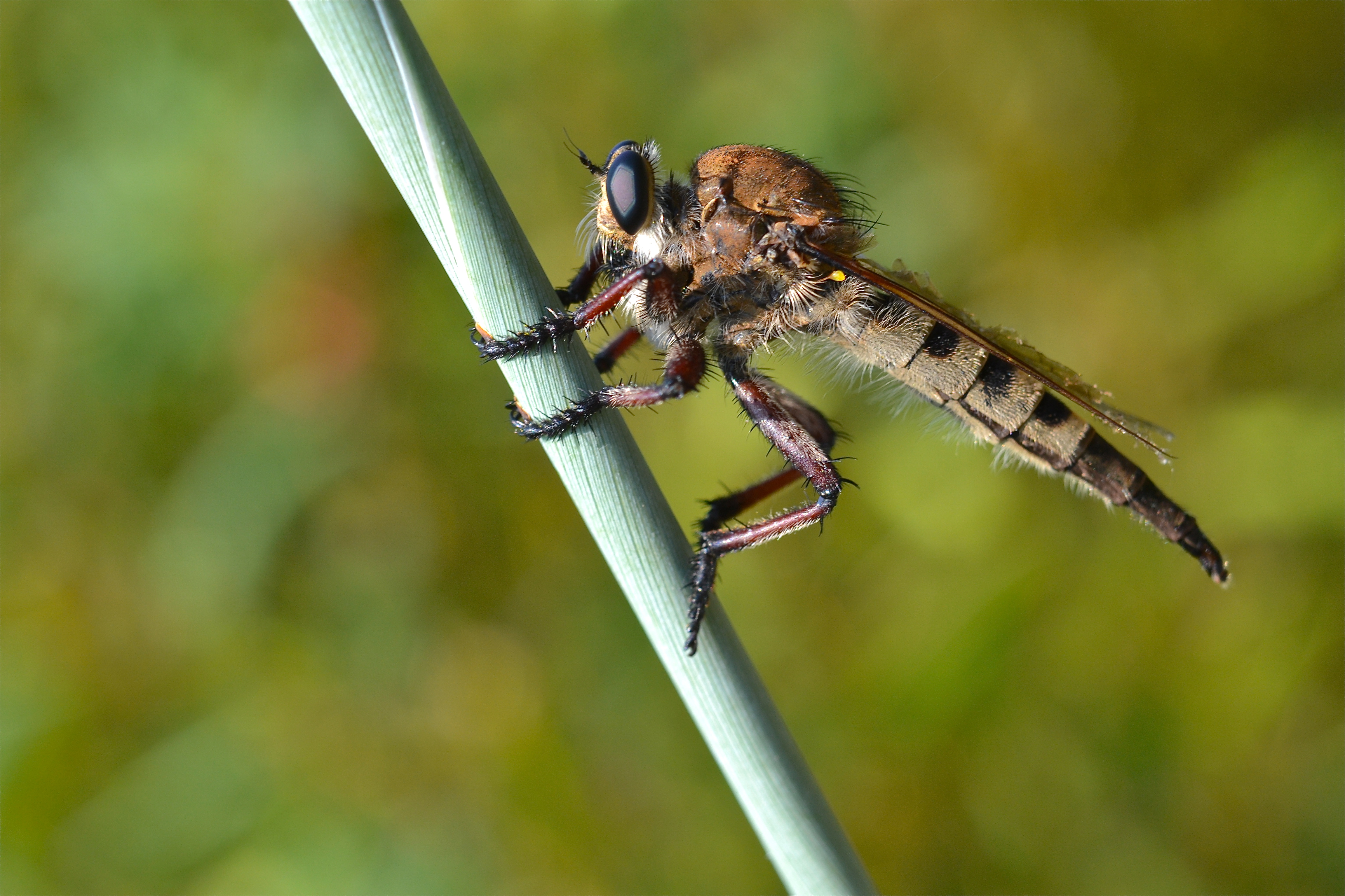 Robber fly (Promachus sp.) | Things Biological