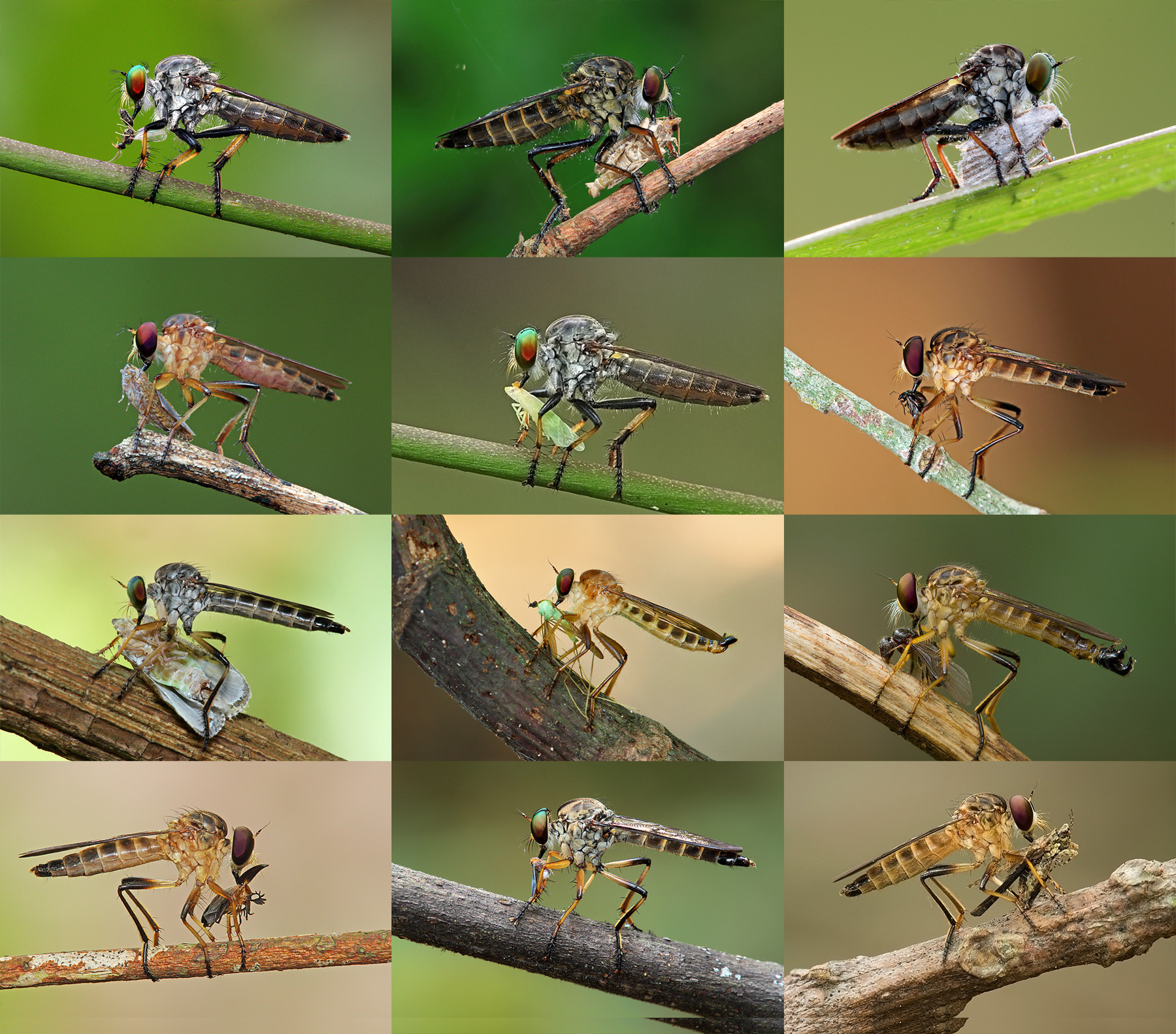Creature of the Month – Robber Fly – Bugs & Insects of Singapore