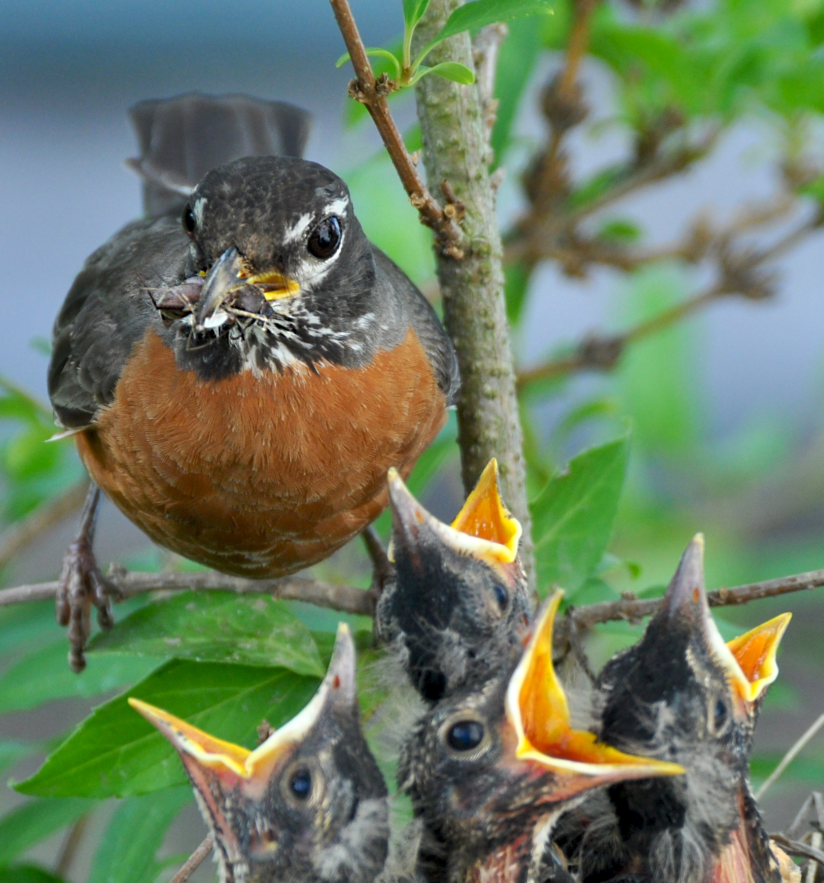 American Robin (Turdus migratorius) | BirdNote
