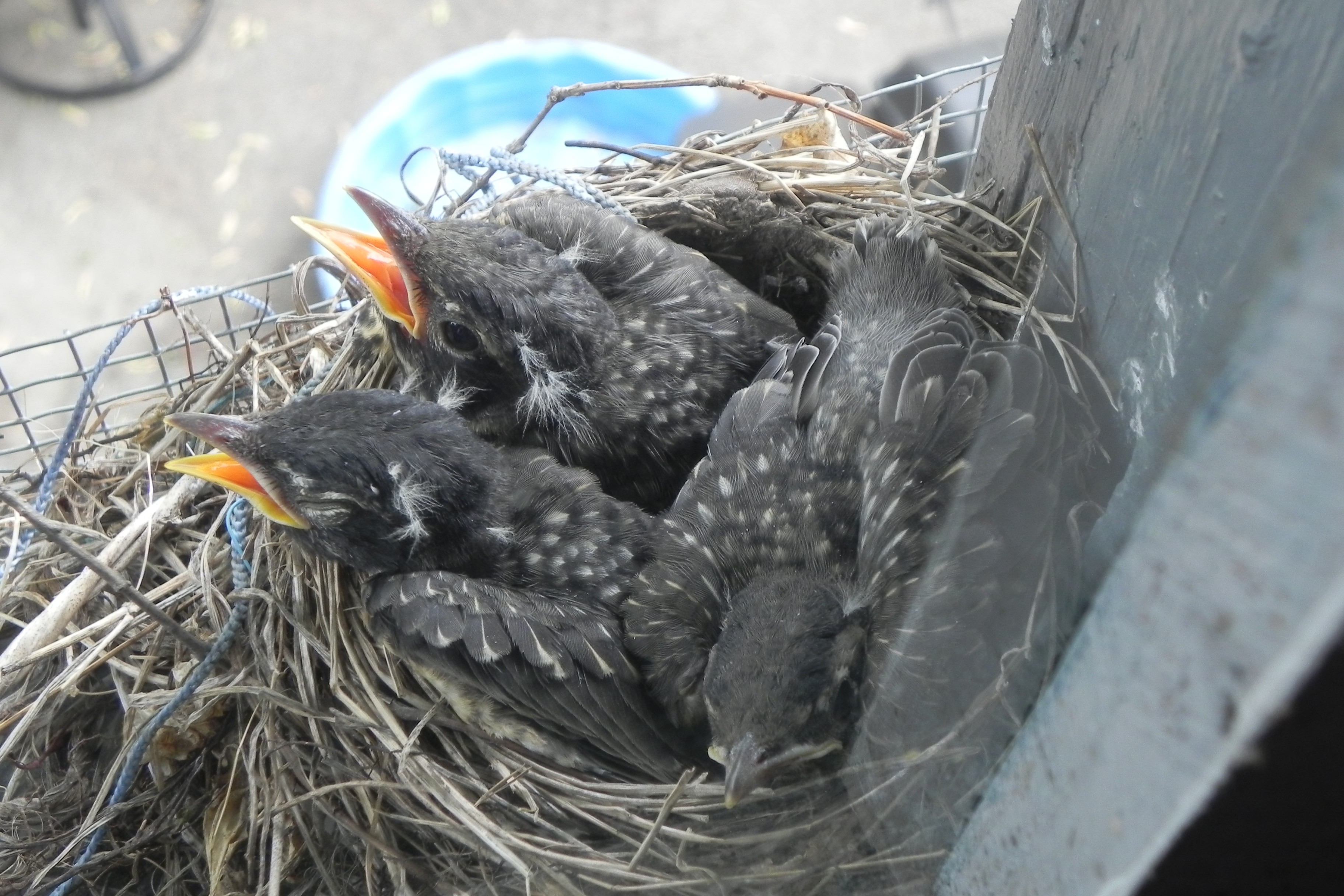 Mrs. Robin's babies - almost ready to leave the nest